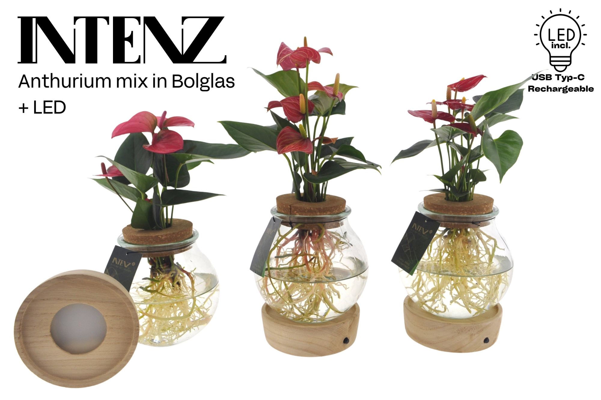 Anthurium mix in Bolglas + LED - levertijd: 24 u, D 12