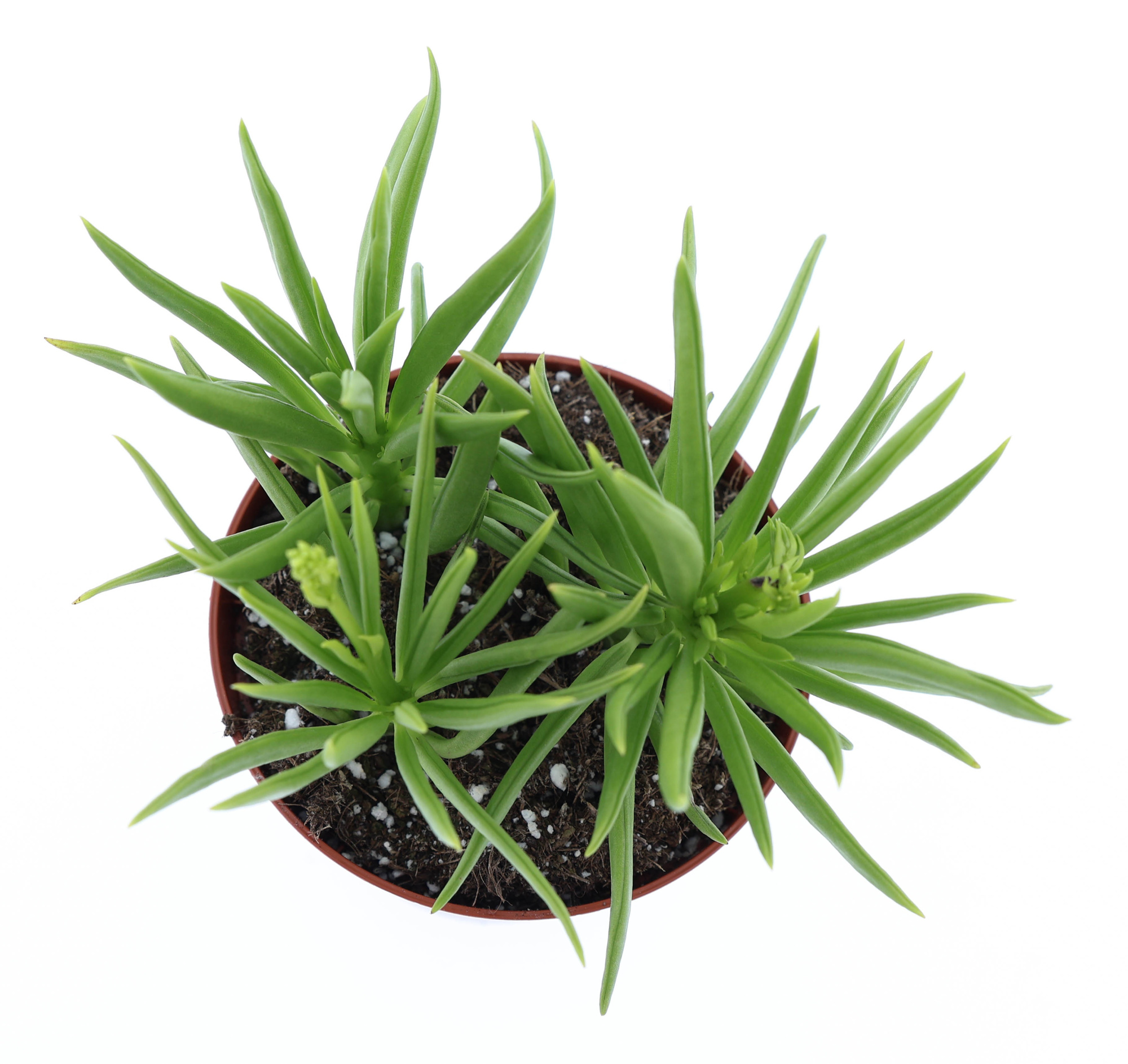 Peperomia Happy Bean, D 8,5