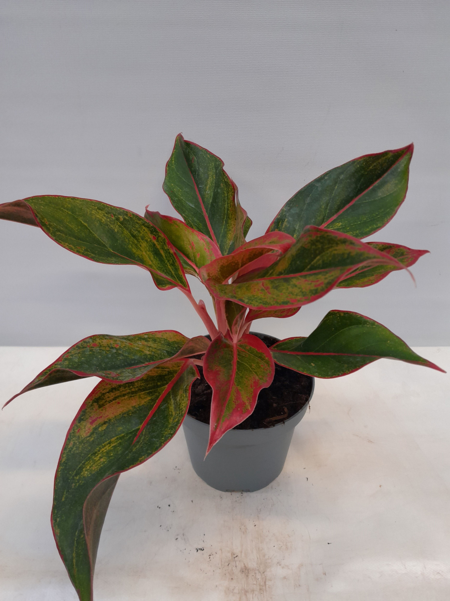 AGLAONEMA COMMUTATUM 'KING OF SIAM', D 13