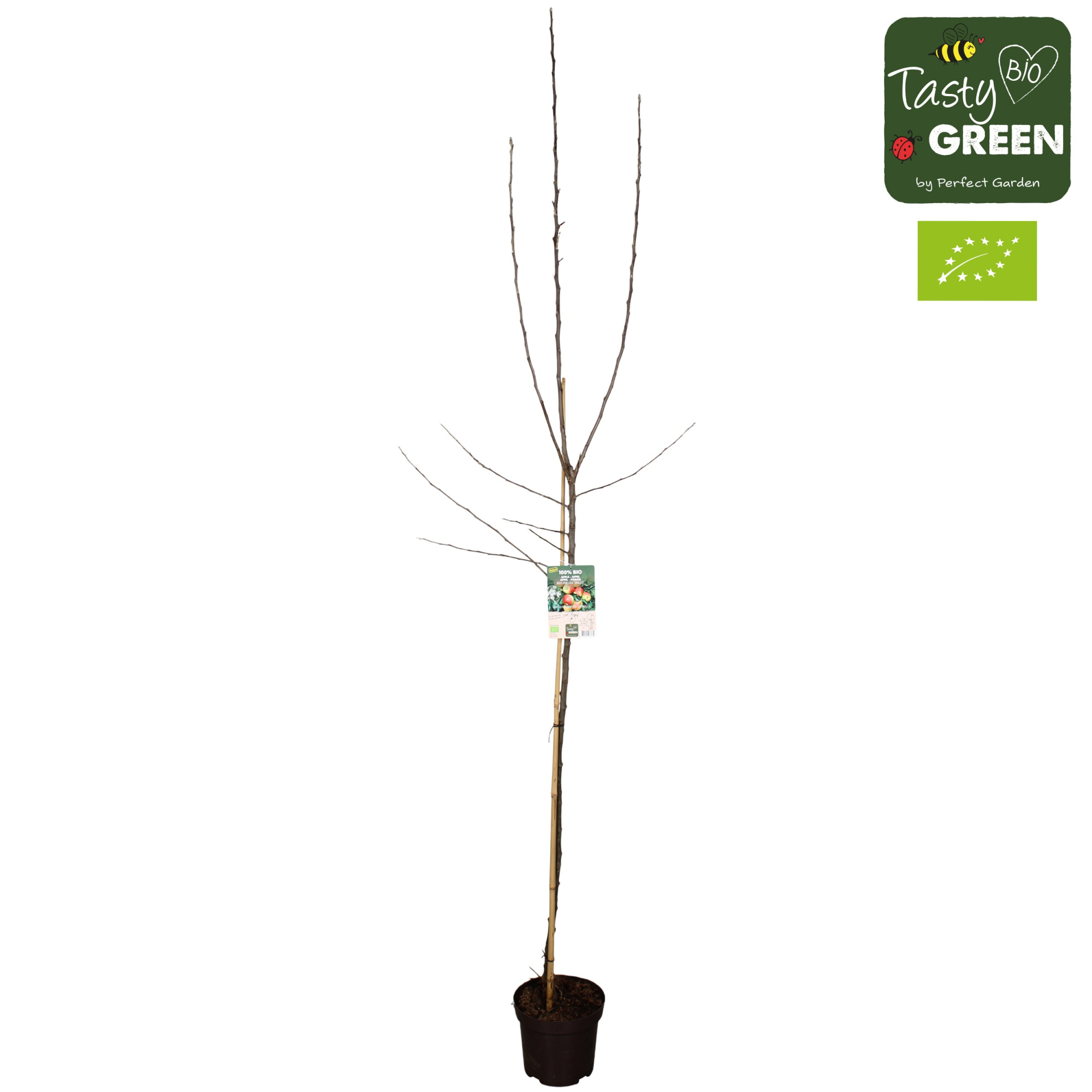 Malus domestica 'Jonagold' Bio P27 Halfstam, D 27