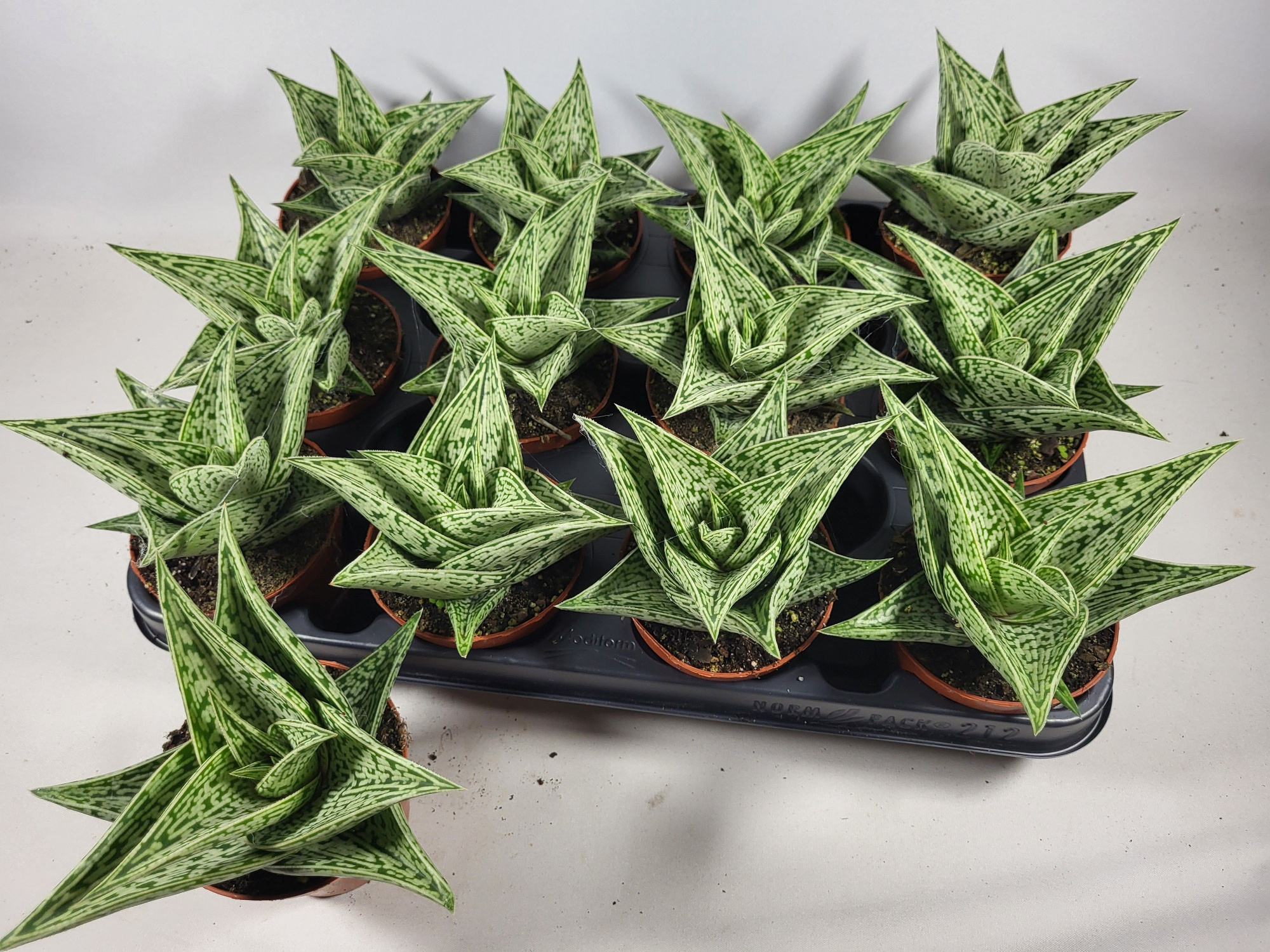 Aloe variegata tribal, D 8,5