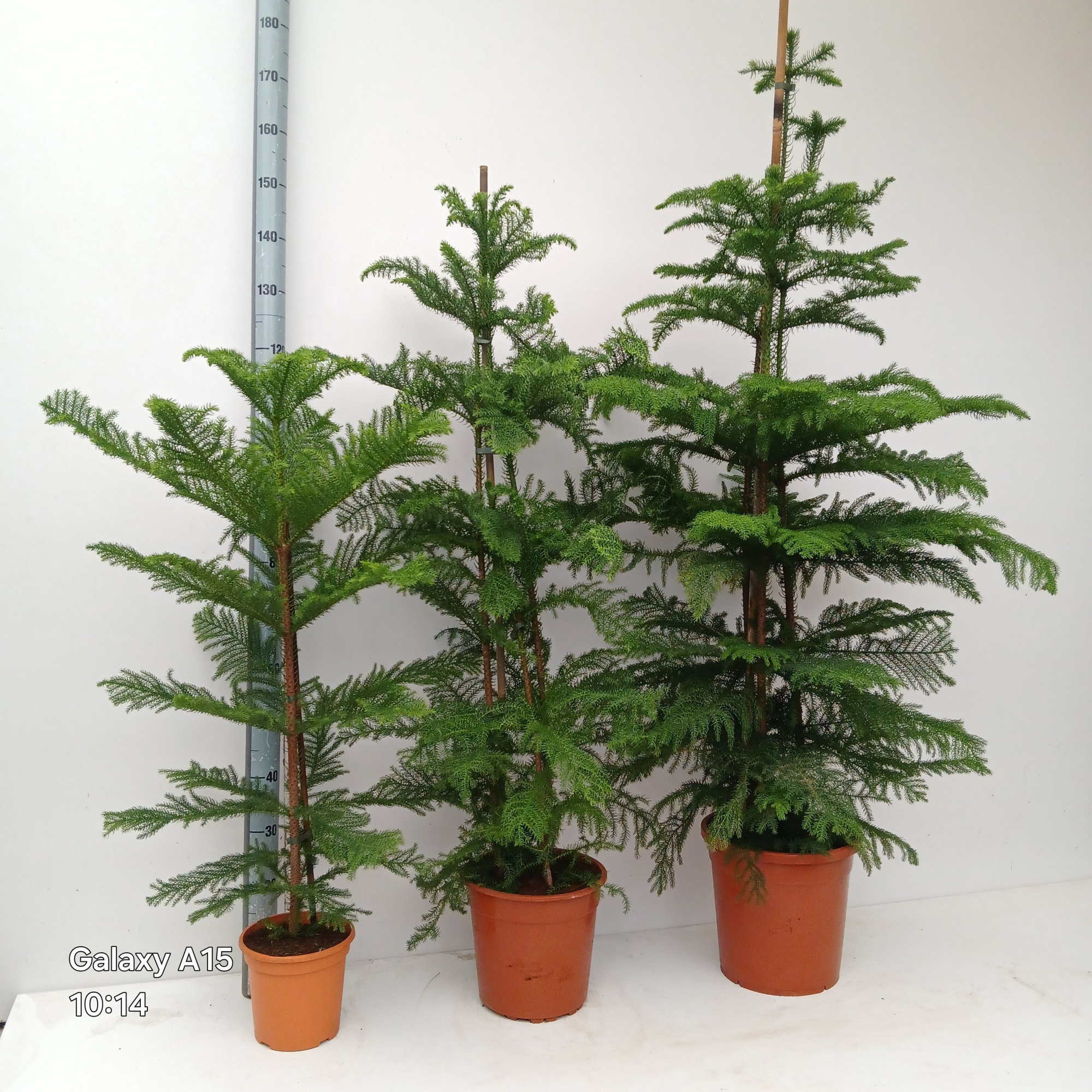 araucaria heterophylla, D 29