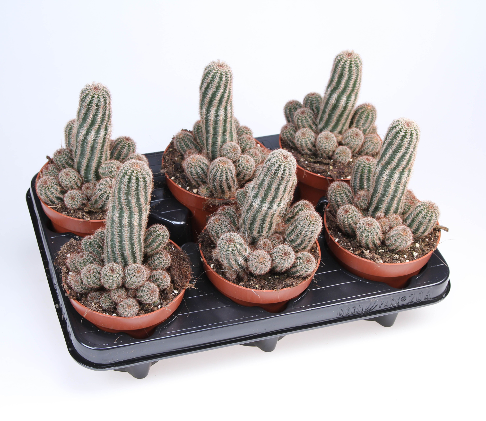 Chamaelobivia paolina, D 12