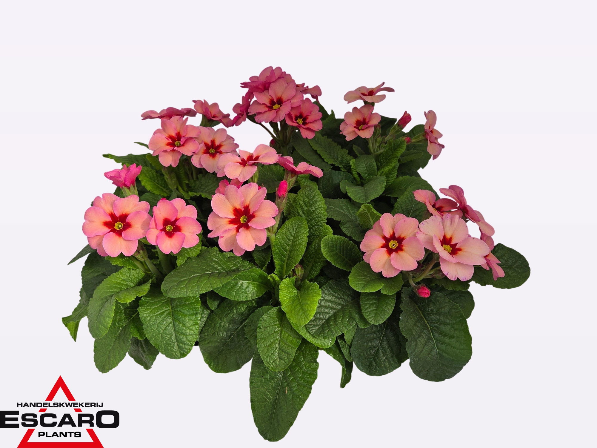 Primula elatior Sibel Apricot, D 12