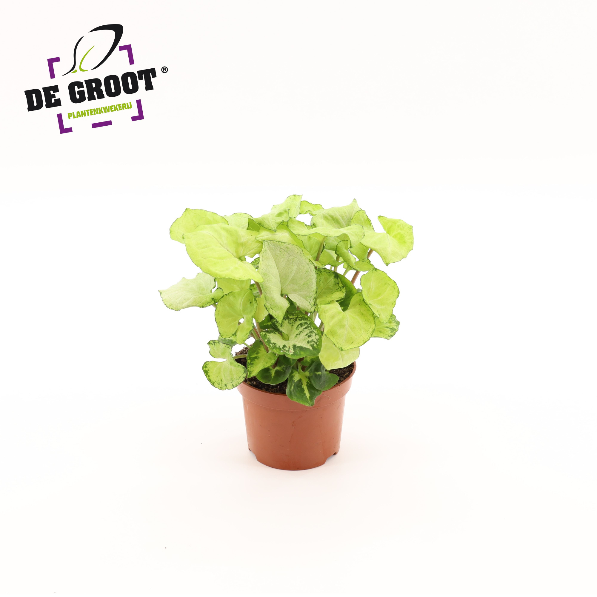 Syngonium 'White Butterfly', D 12