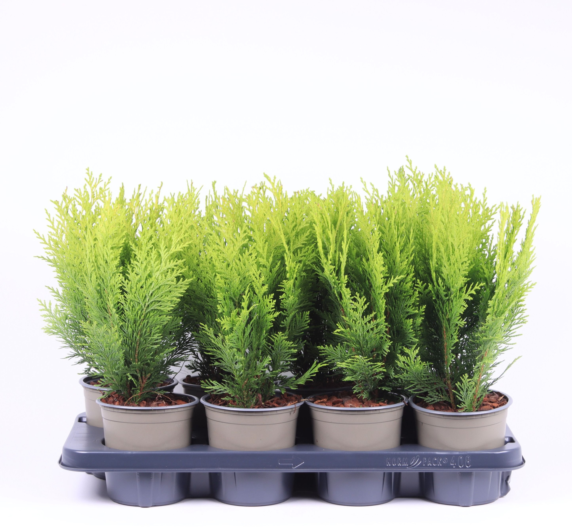 Chamaecyparis lawsoniana 'Stardust', D 13