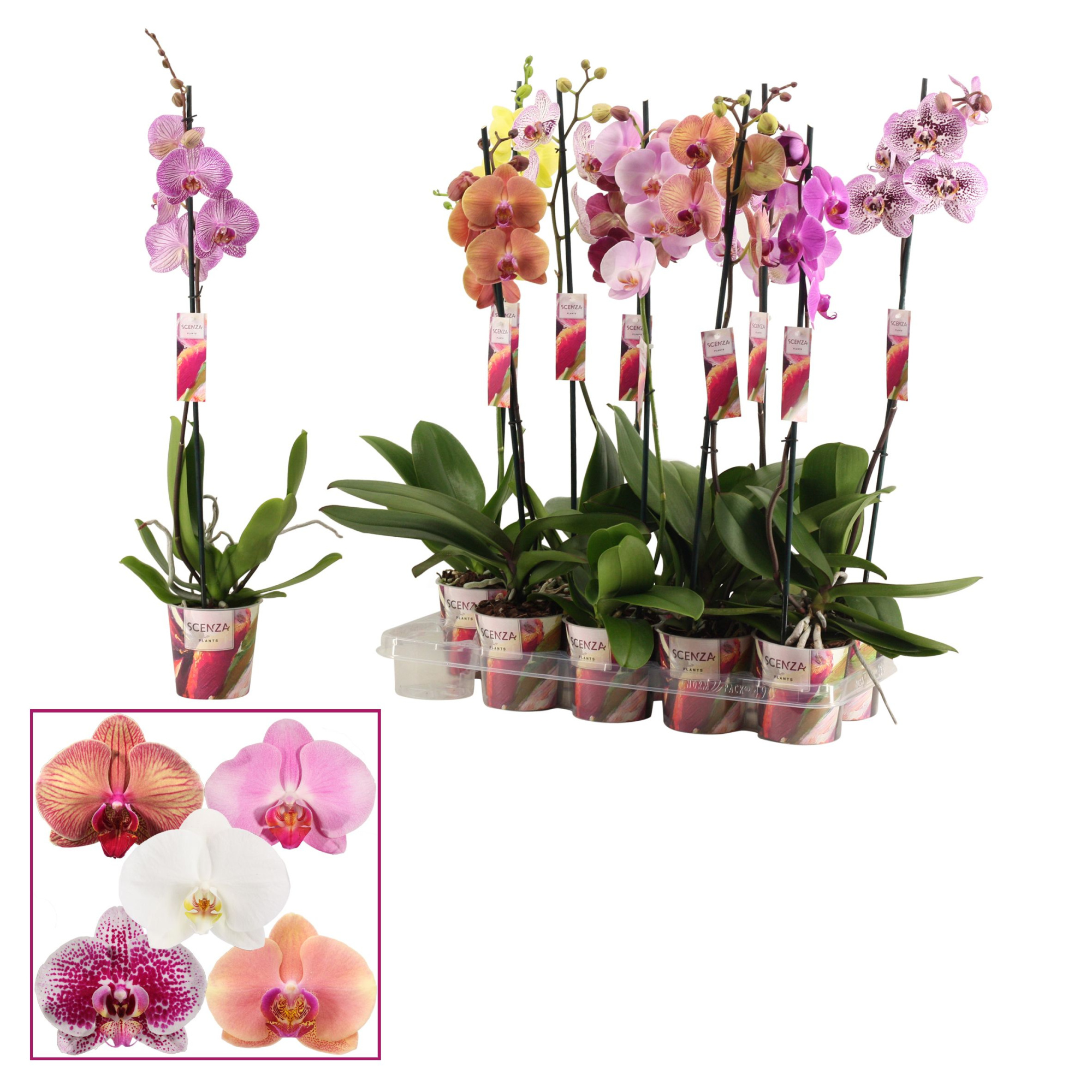 Phalaenopsis 1 tak 6-8 mix (Scenza), D 12
