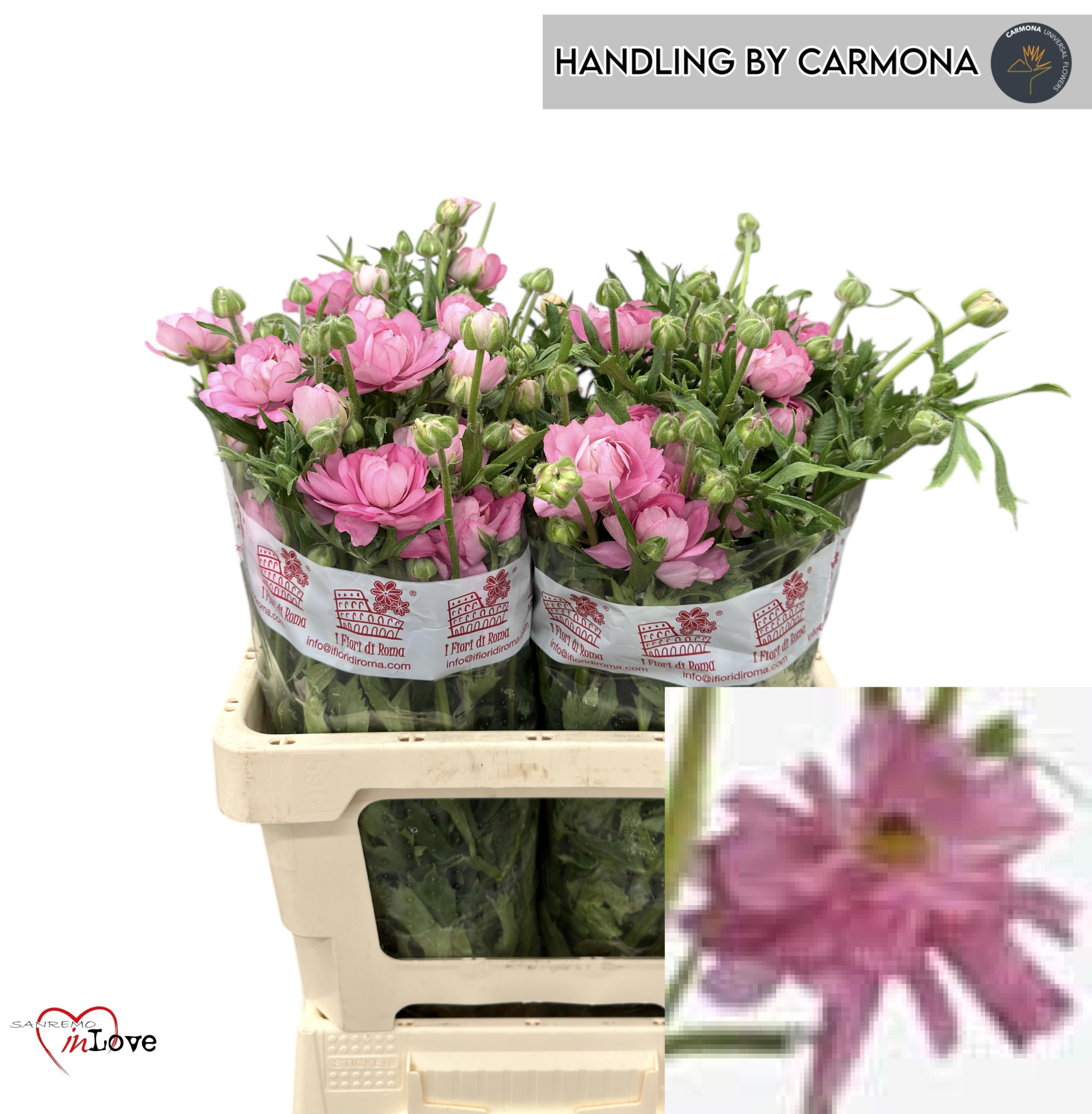 Ранункулус Модерна Дольче 60 (роз.), шт.