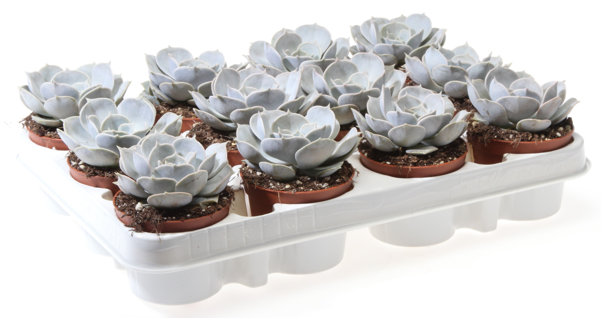 Echeveria lilacina, D 8,5