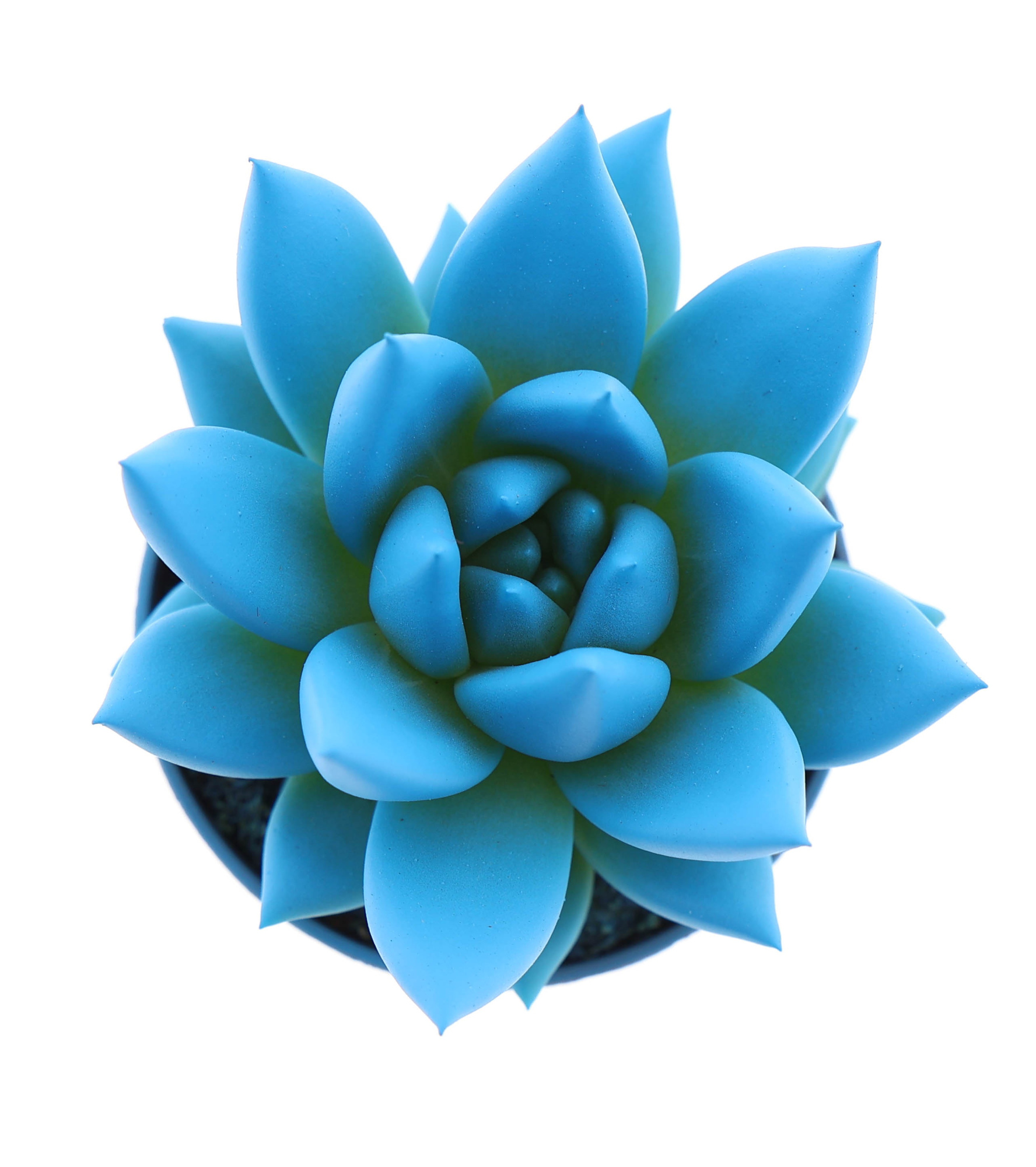 Rainbow sky blue, D 5,5