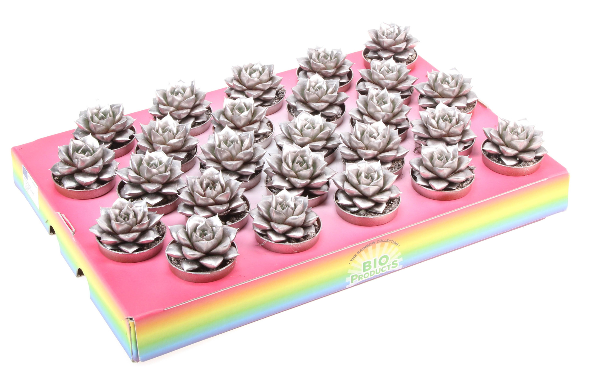 Bio purper rainbow champagne, D 5,5