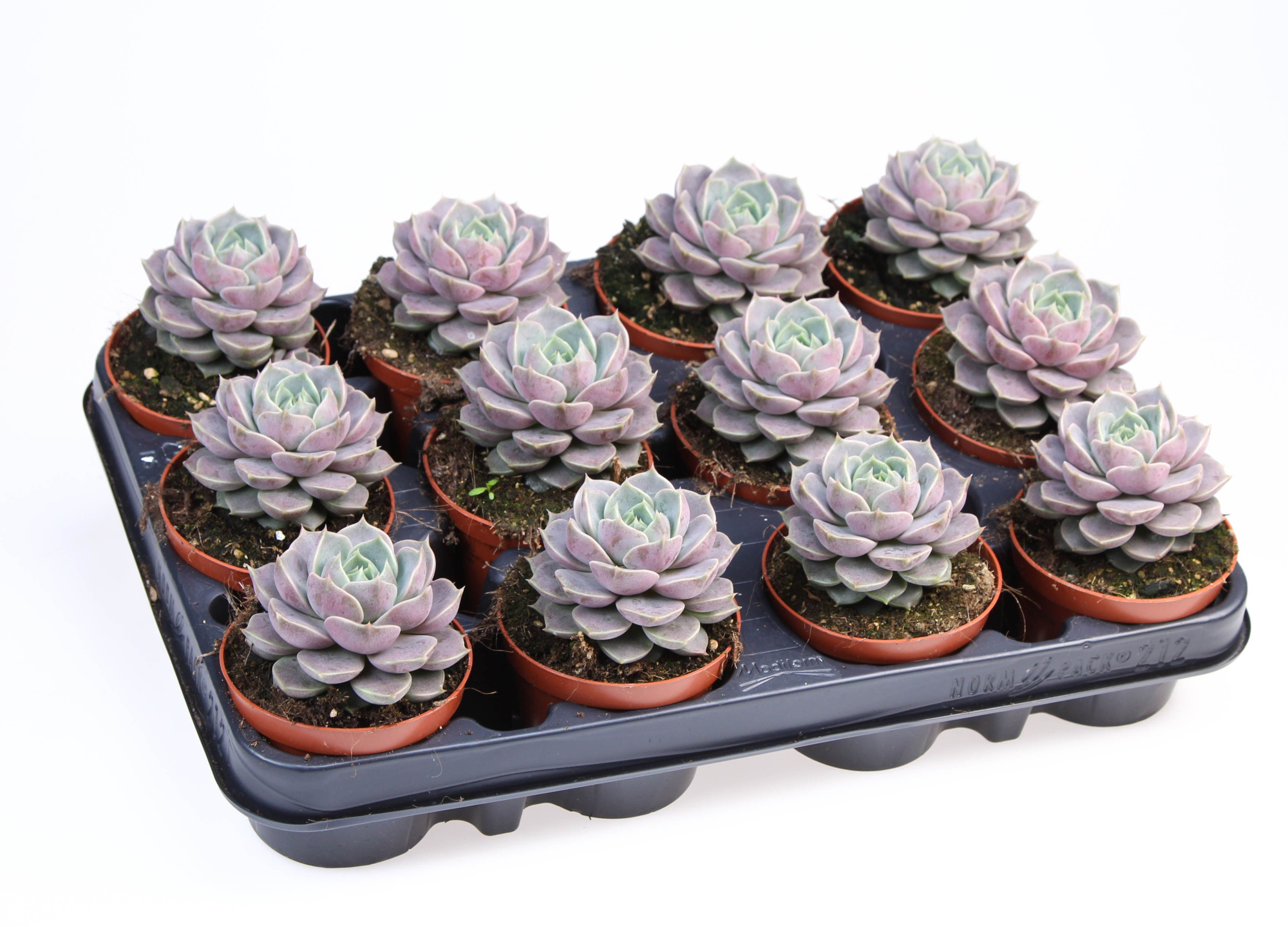 Echeveria Hybrid Marsic, D 8,5