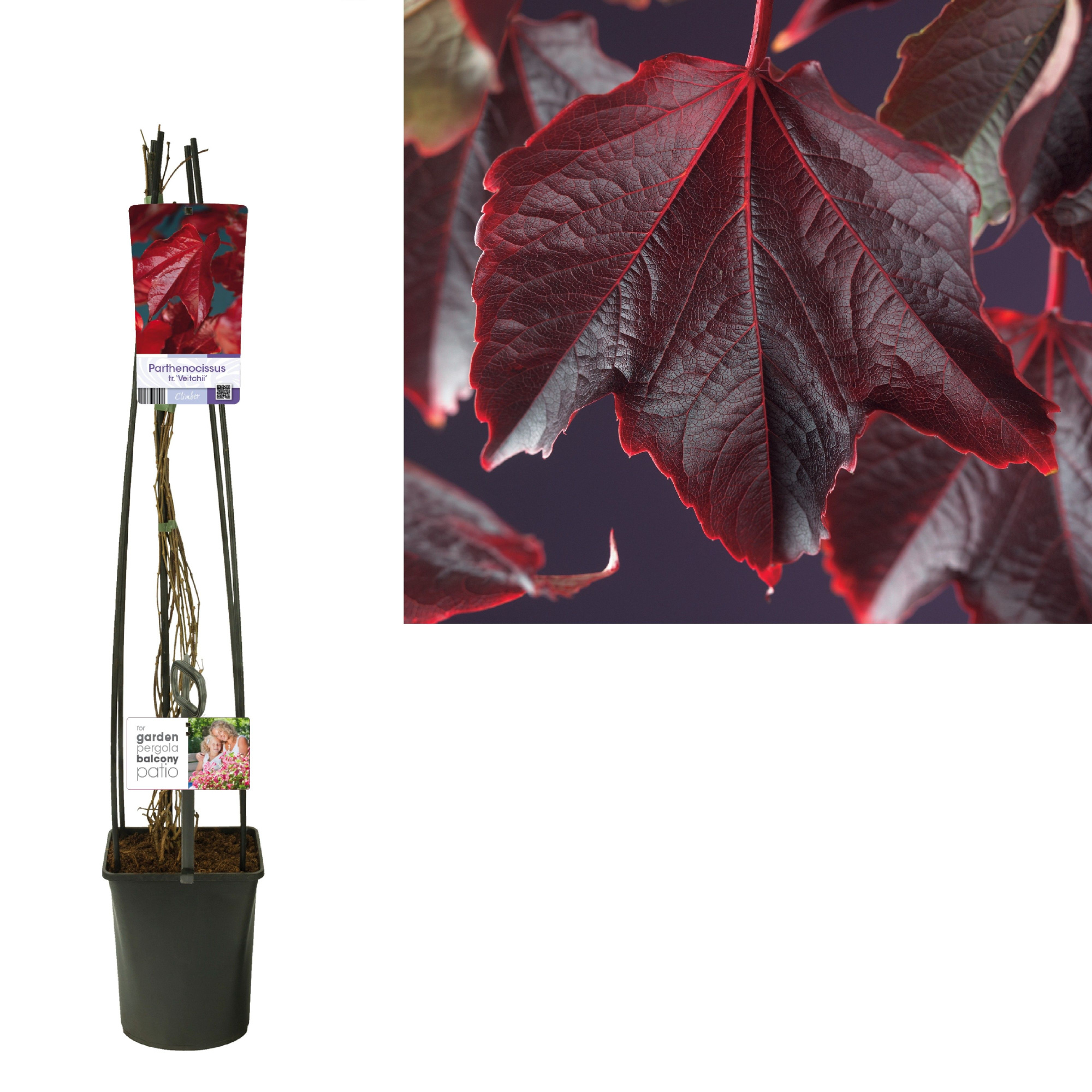 Parthenocissus tr. 'Veitchii' +light label, D 23