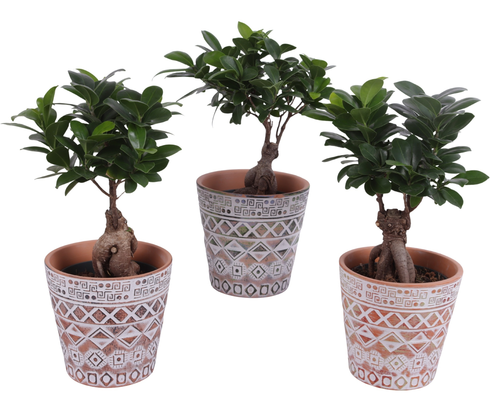 Ficus m. Ginseng Ball Shape Ø12cm in Ø14cm Ceramic Pot Maya, D 14