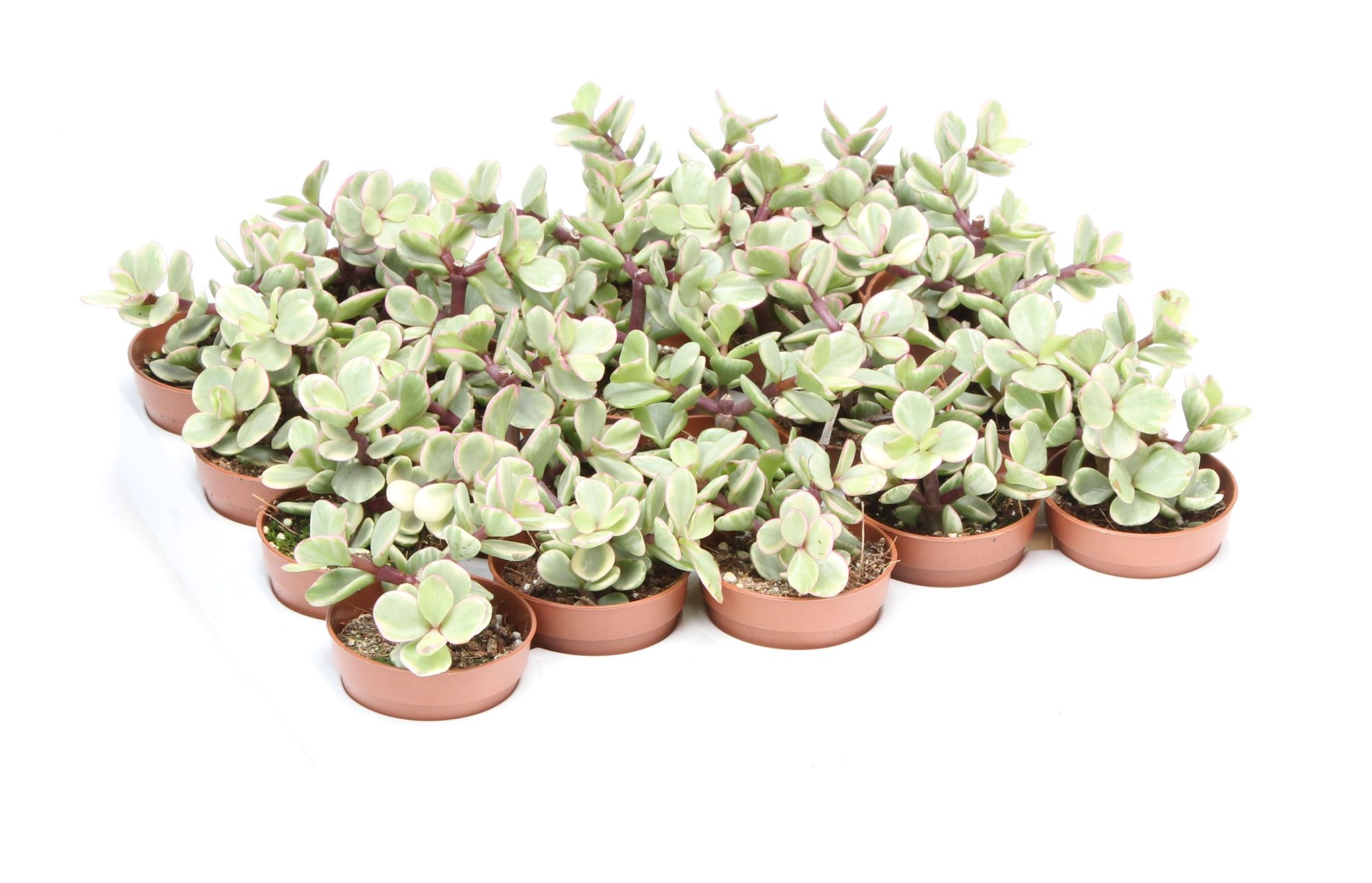 Portulacaria afra variegata, D 5,5