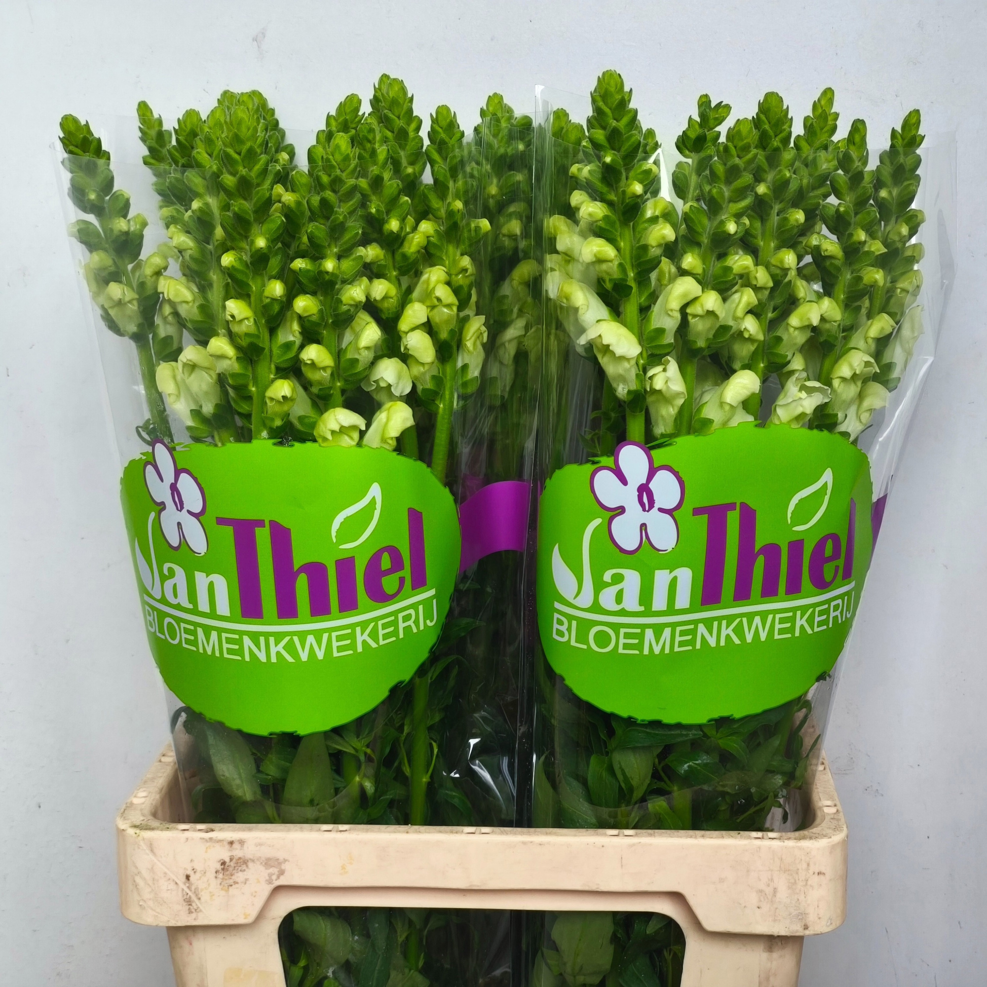 Антирринум Потомак Эрли Вайт (бел.), шт.