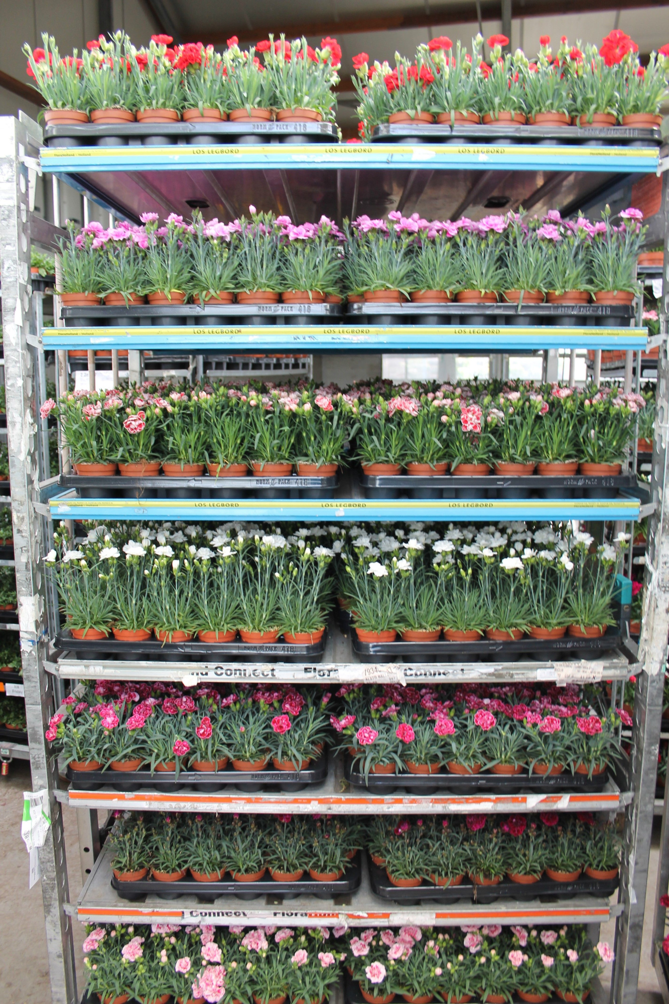 Dianthus Mixkar p10,5 (oud), D 10,5