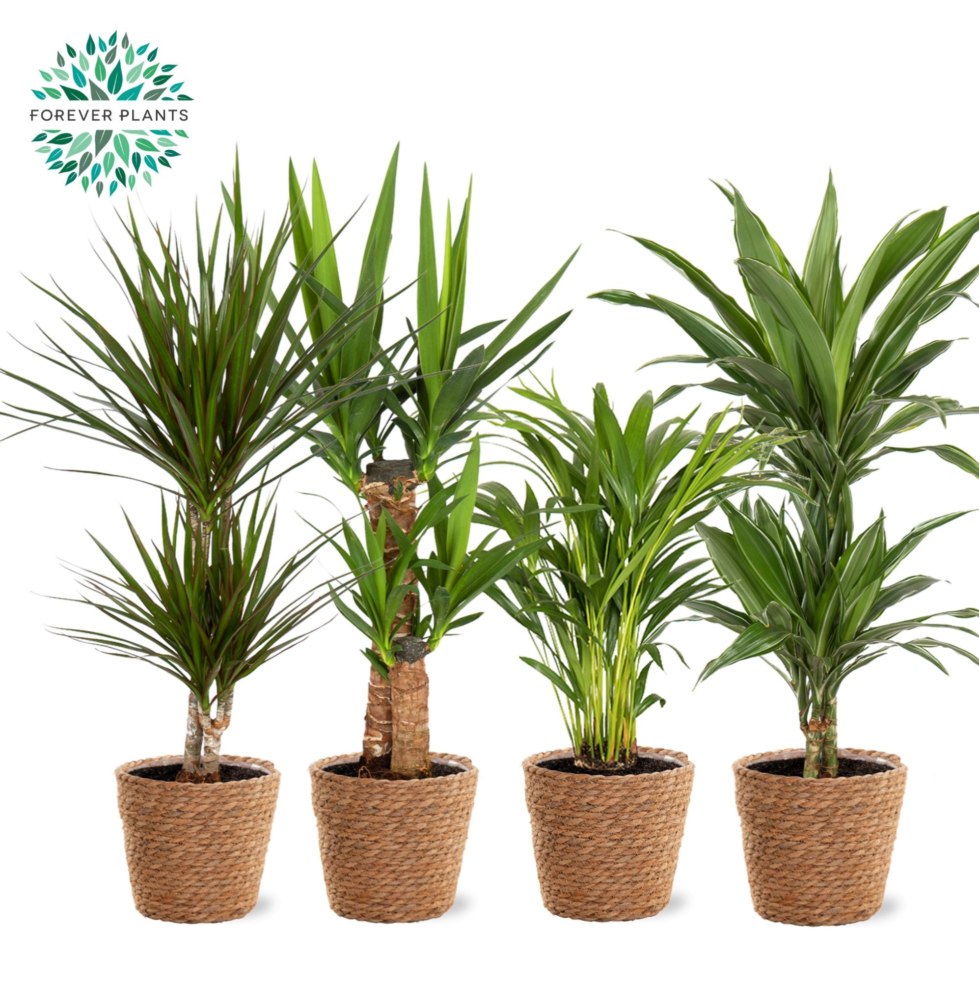 Groen Mix kamerplanten p19 in GABY mand, D 17