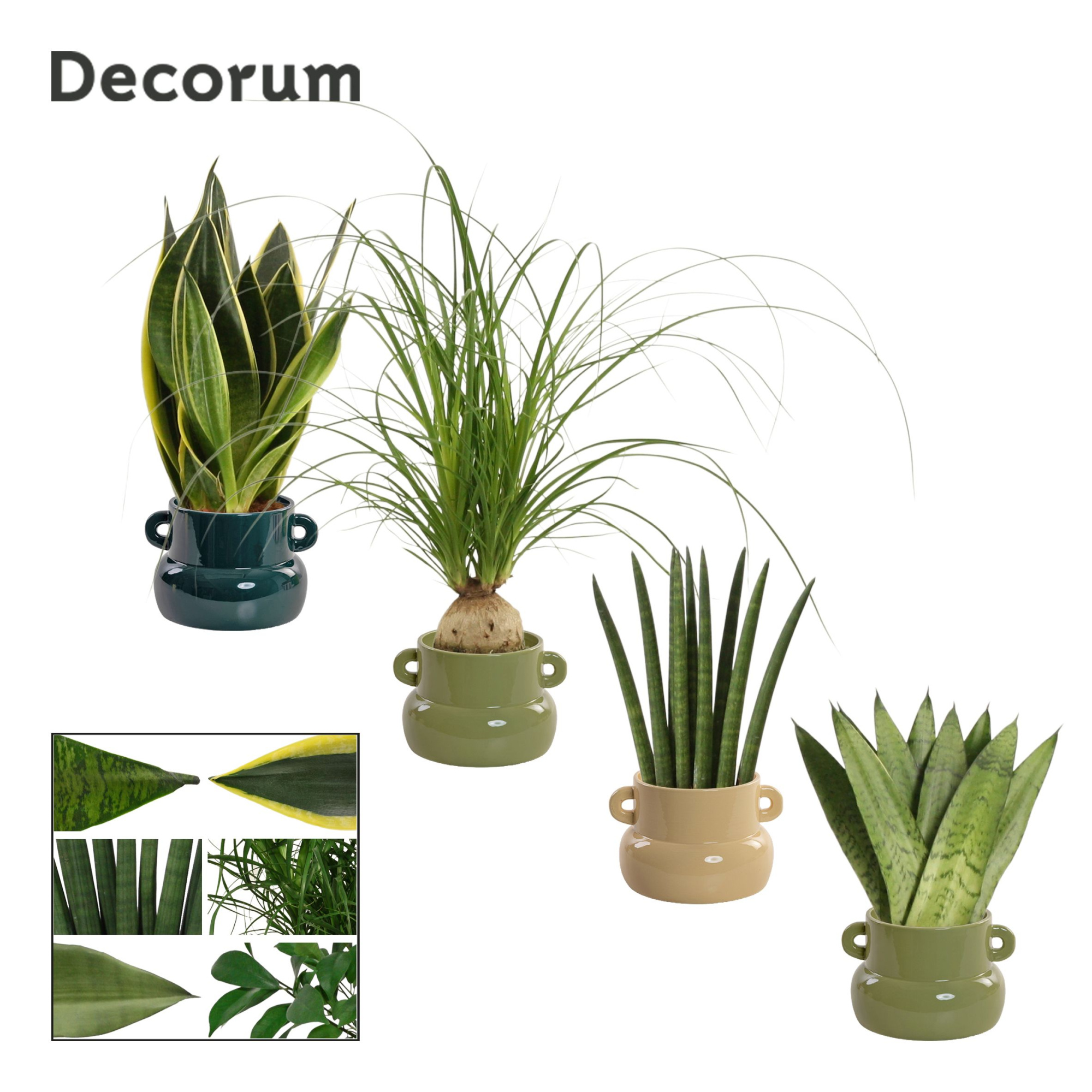 Groenmix 9 cm in Lucy (Top blend-collection), D 9