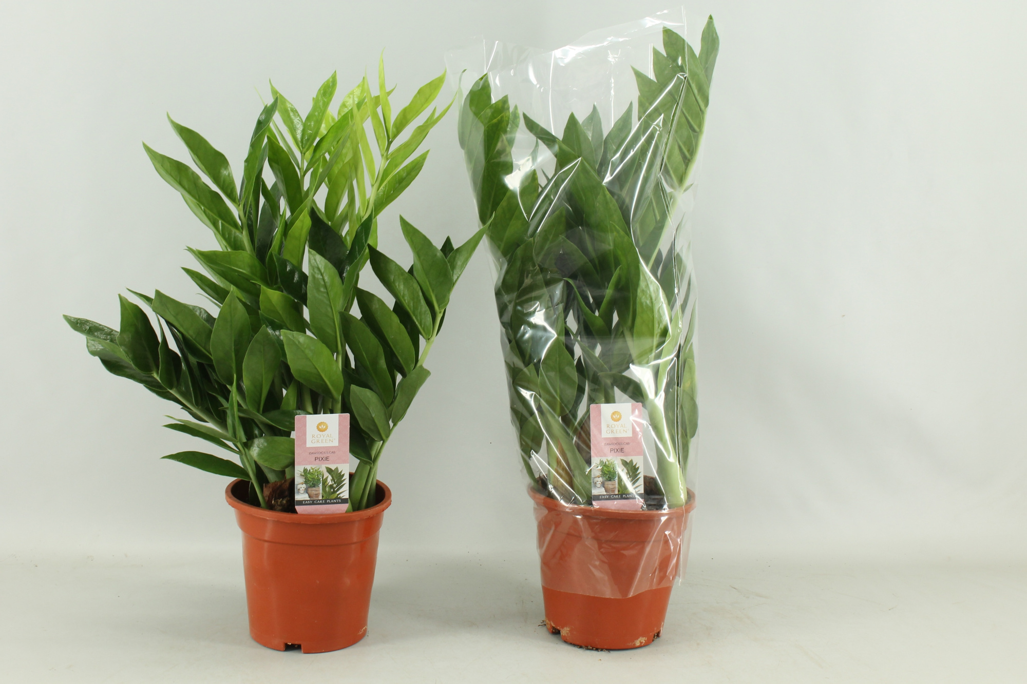 Zamioculcas Pixie 17cm, D 17