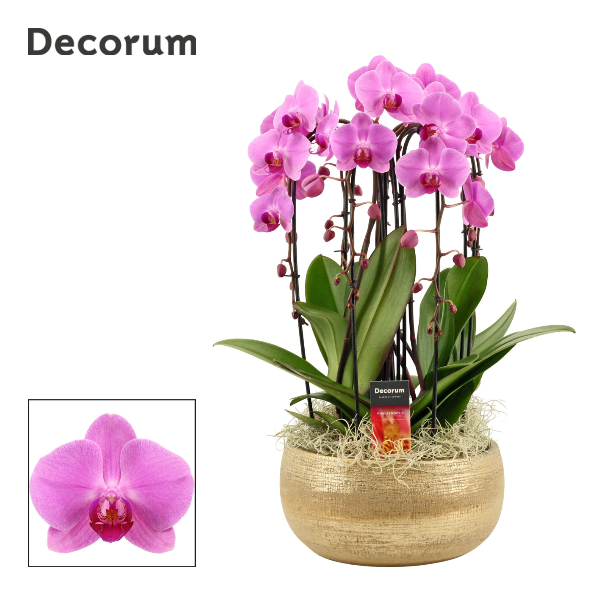 Aurelie cascade 6 tak symphony pink (Deco-collection), D 27