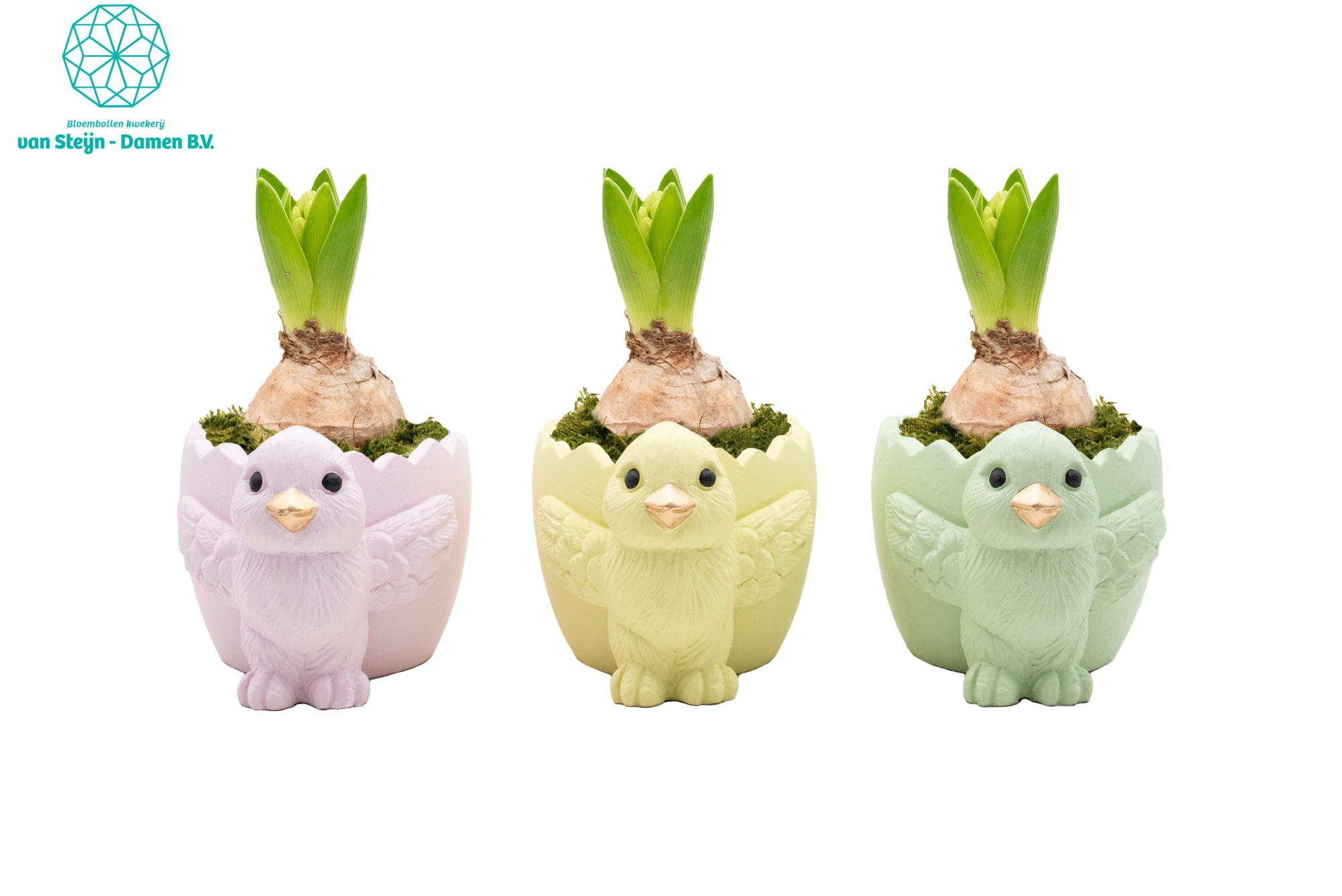 Hyacinthus 'Chick 'n' Blossom' (Without Moss), D 15