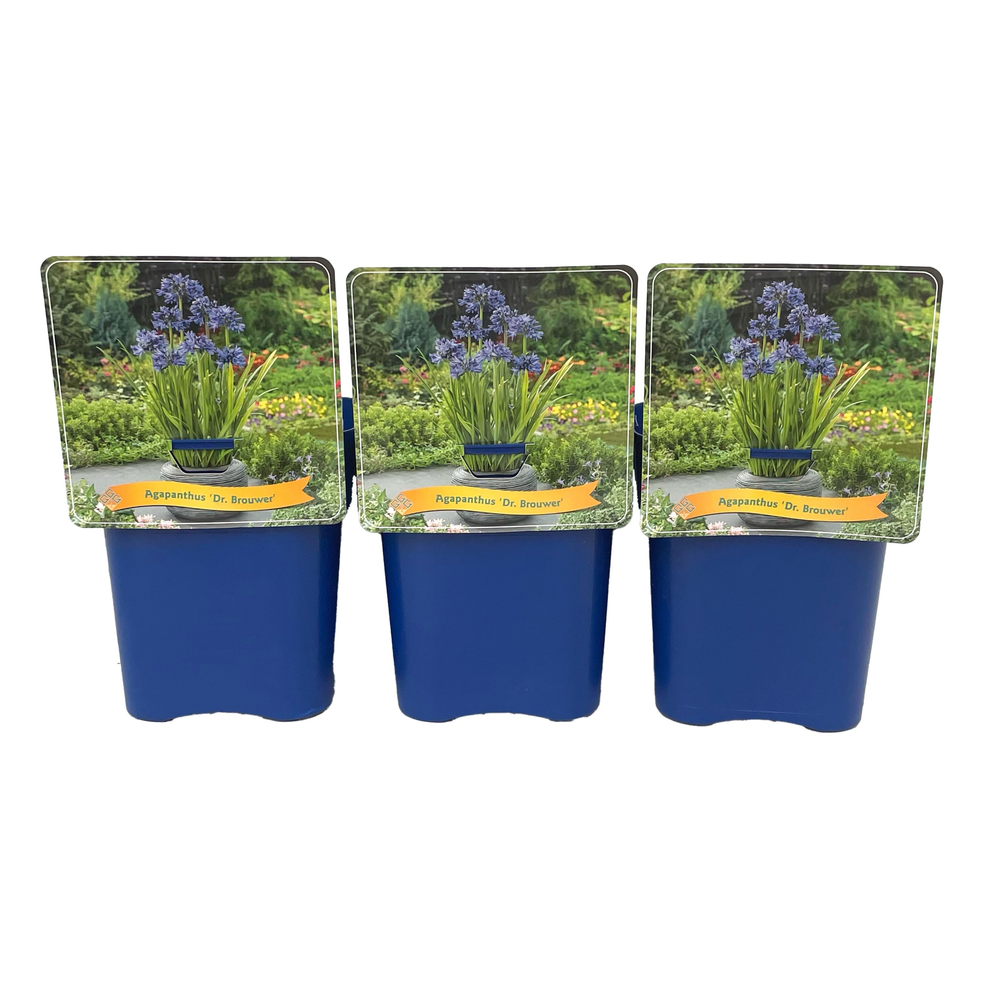 Agapanthus 'Dr Brouwer' C5, D 21