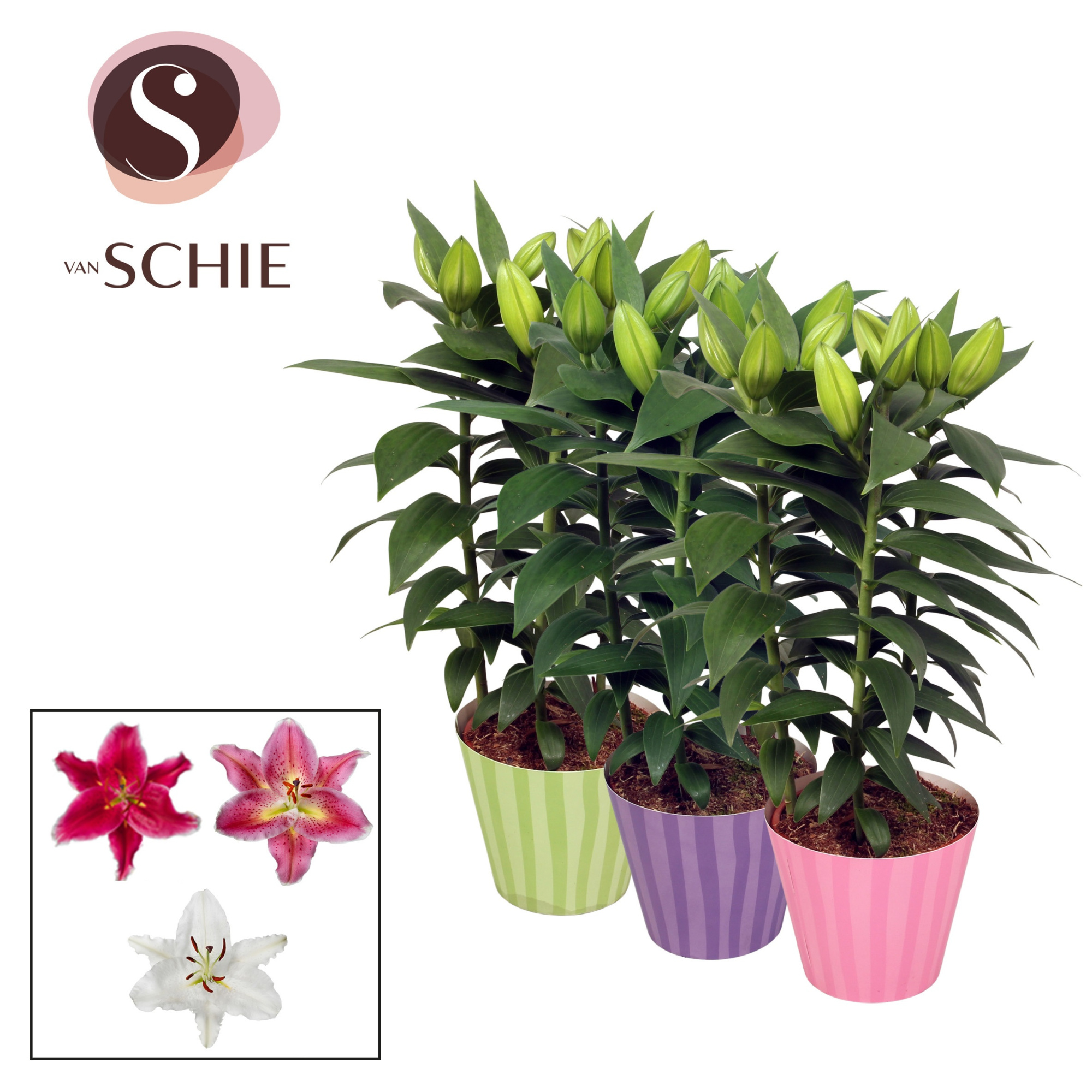 Oriental Mix 13cm potcover STRIPES, D 13