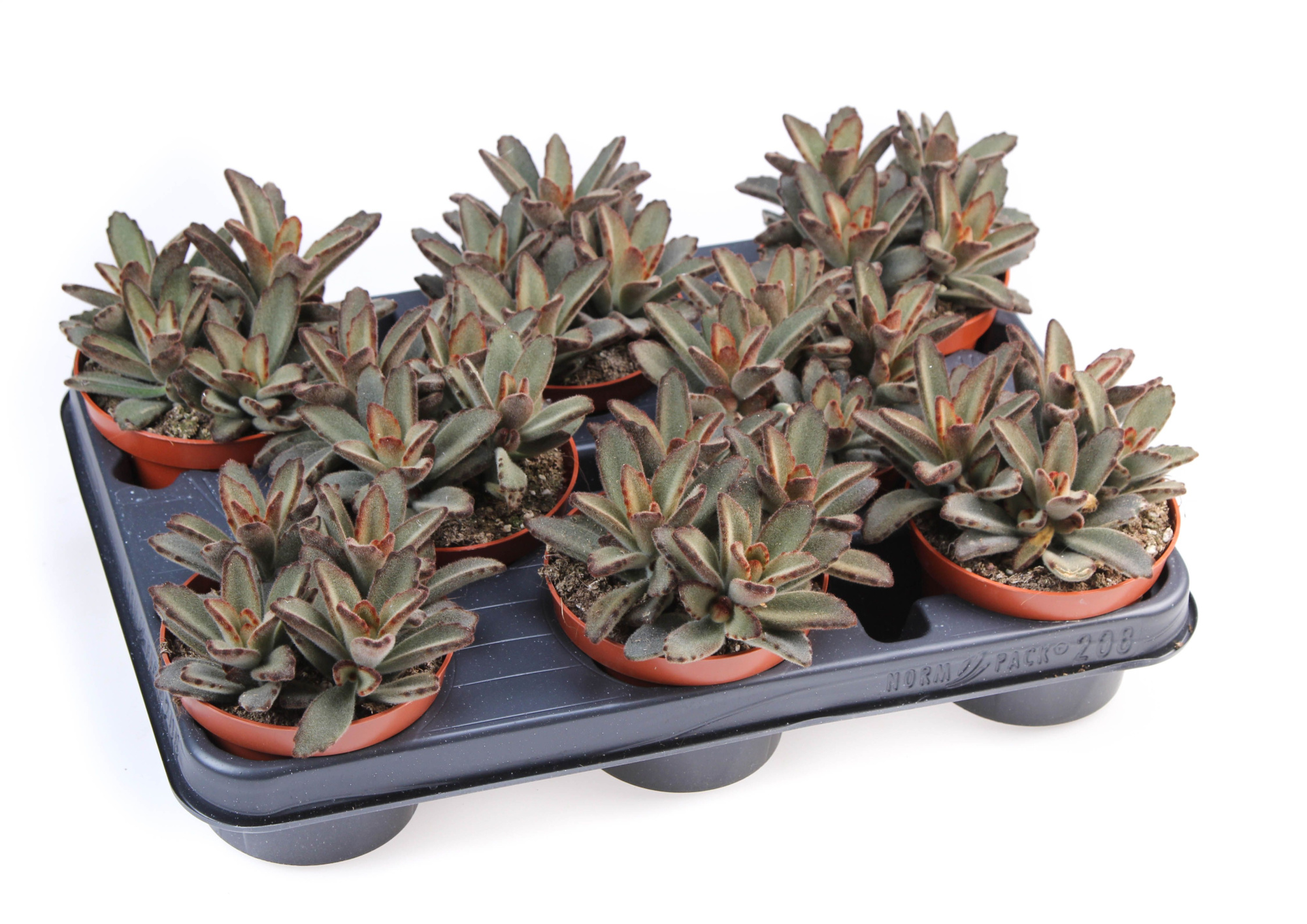 Kalanchoe Tomentosa Aida, D 10,5