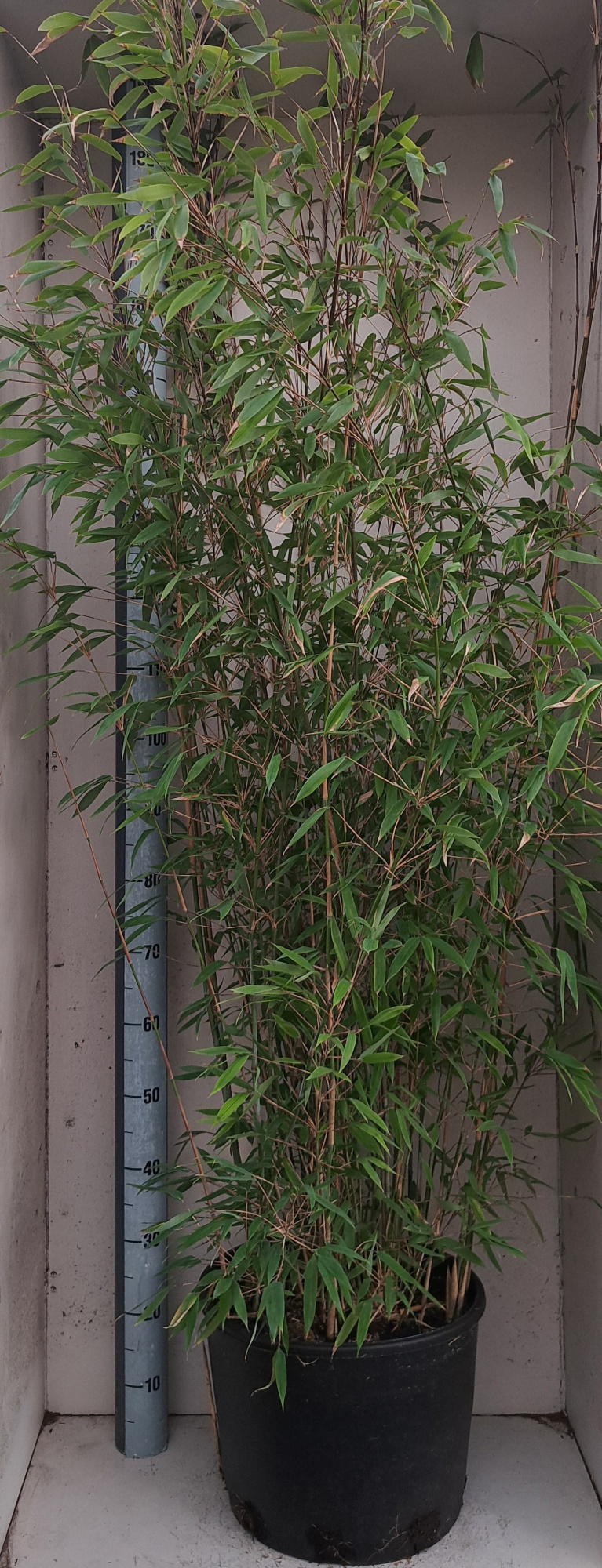 Fargesia nitida Da Wei, D 38