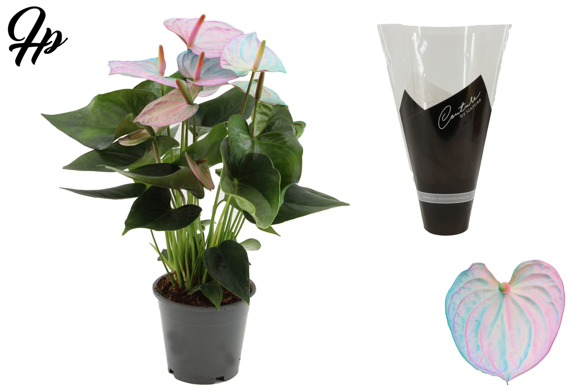 Anthurium 12 cm Make-Upz® Pearl Pink-Blue in Couture sleeve, D 12