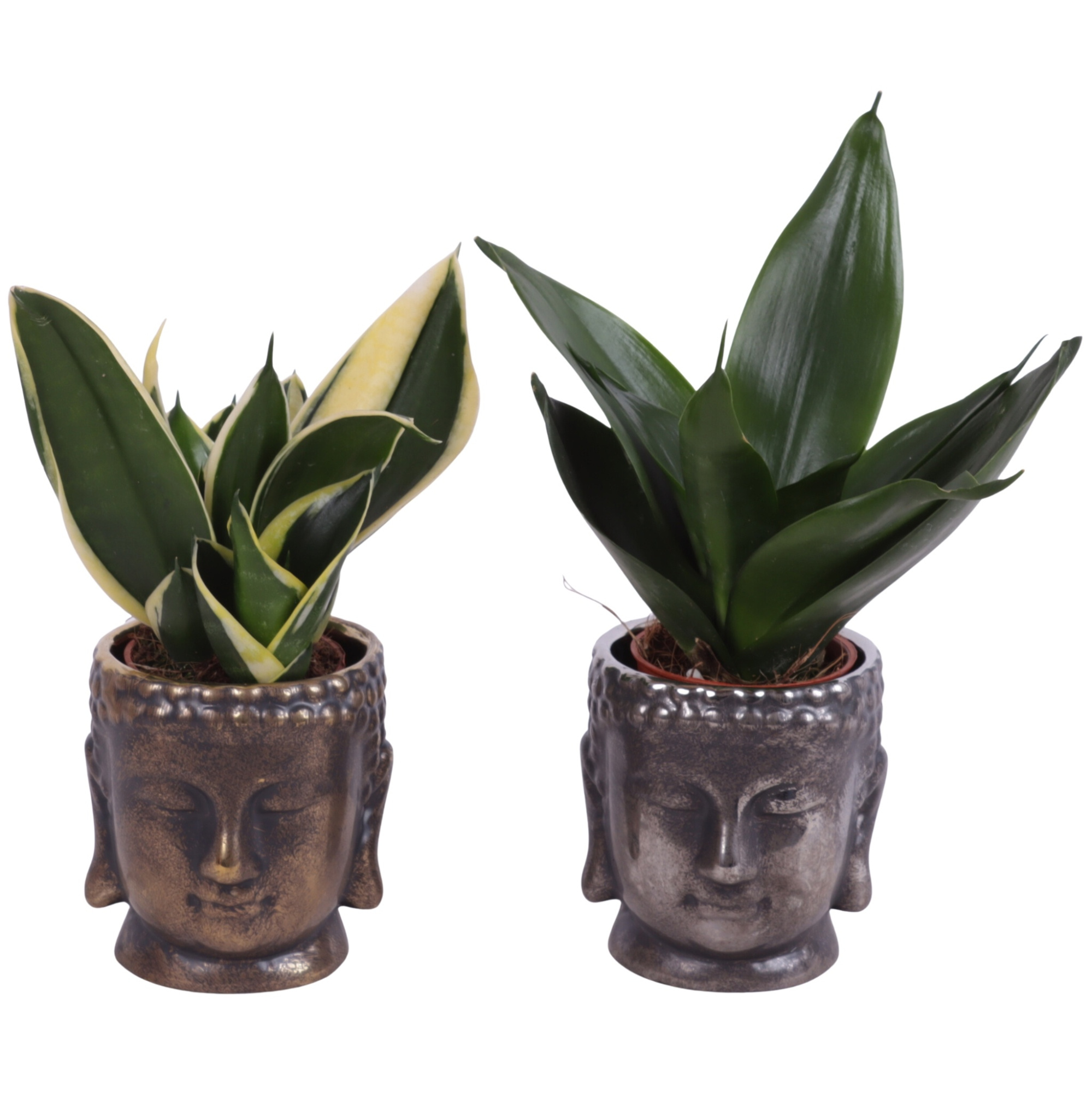 Sansevieria trif. Mix Pot Ø06cm Ceramic Buddha Gold/Silver Ø08cm, D 8