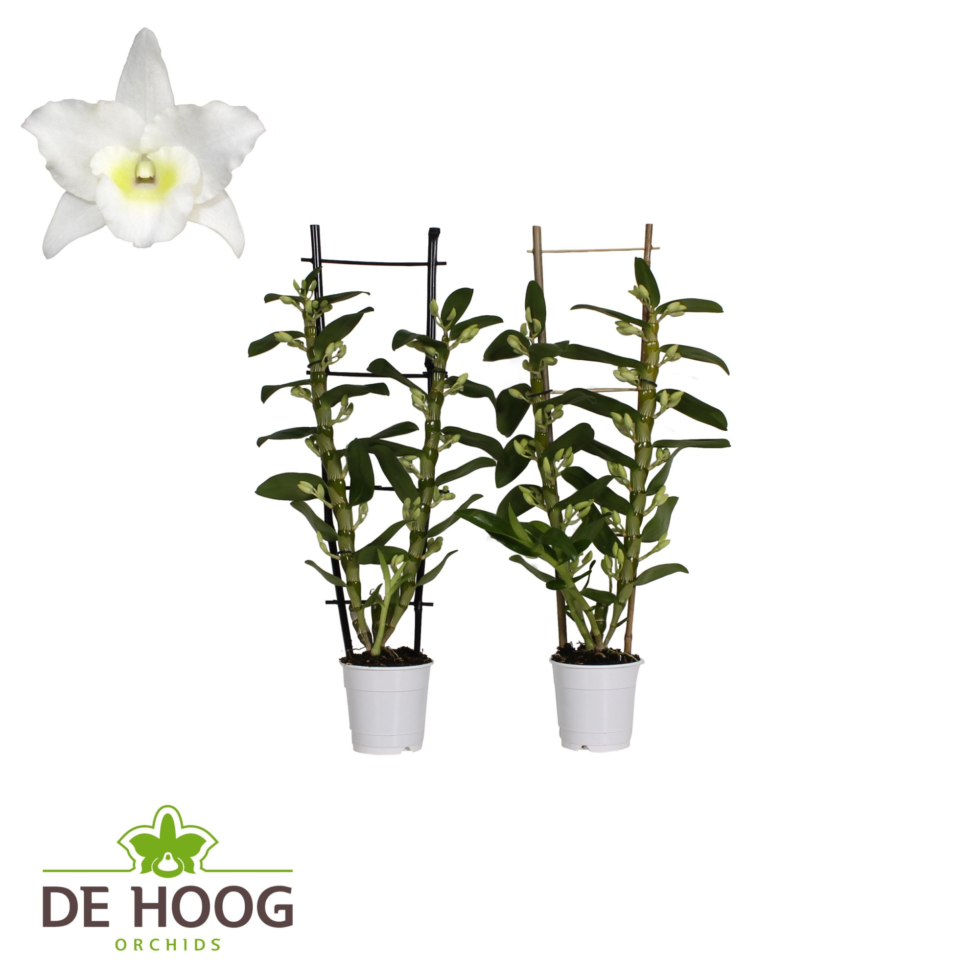 Dendrobium Nobile Apollon 2 stam 16+ tros met houten rekje FL, D 12