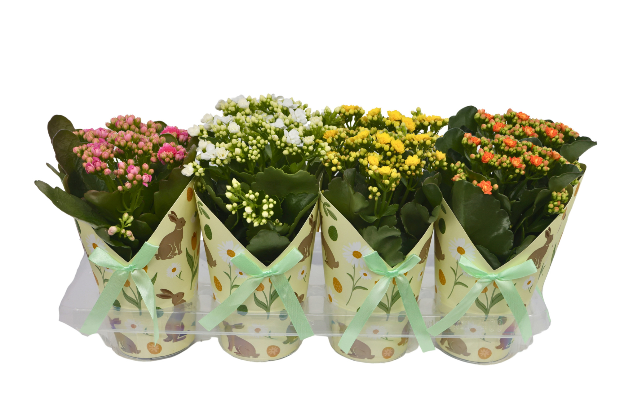 Calandiva 12 cm - Bunny cover Paas Mix, D 12