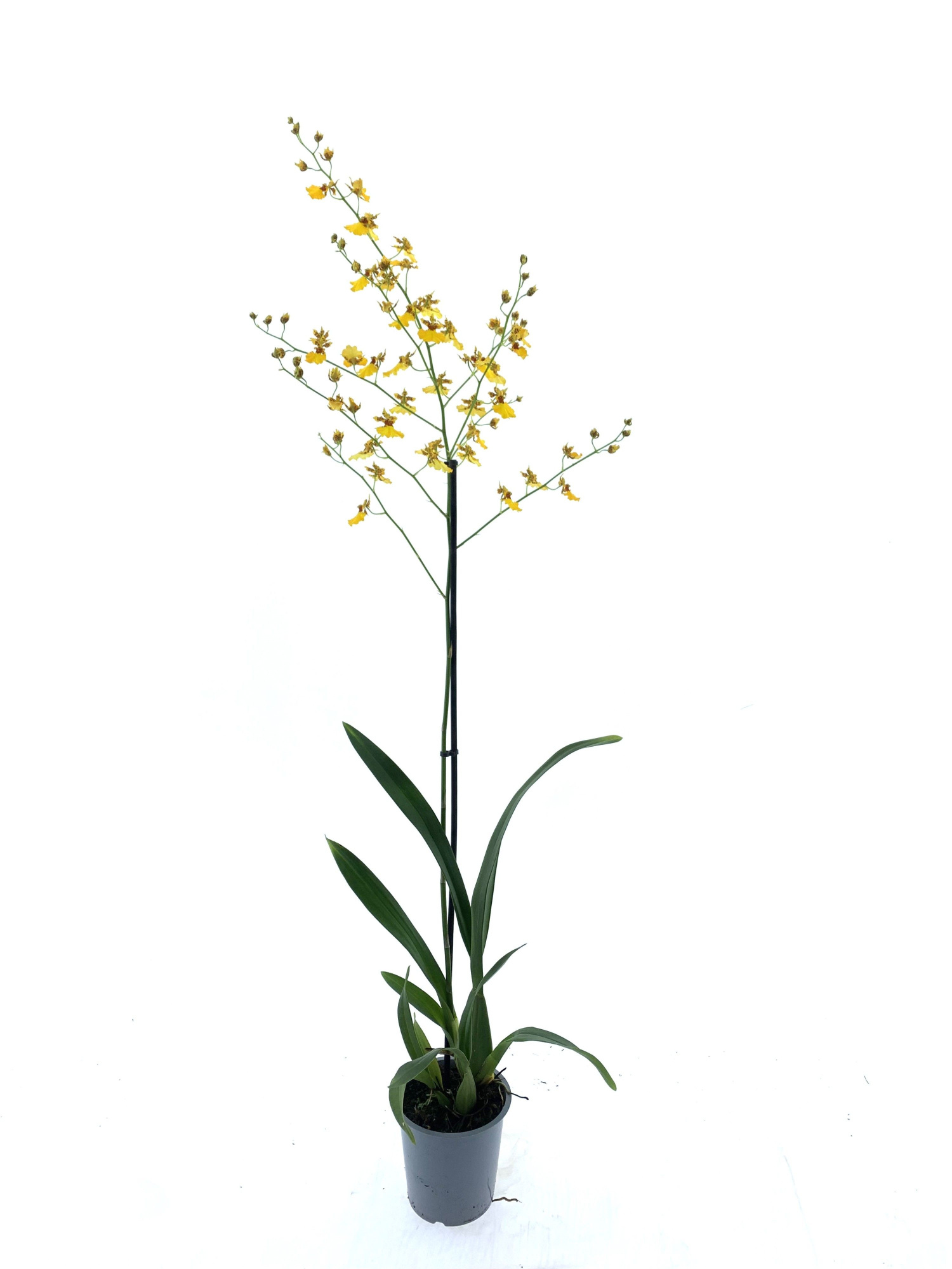 Oncidium Sunkist Orange, D 12