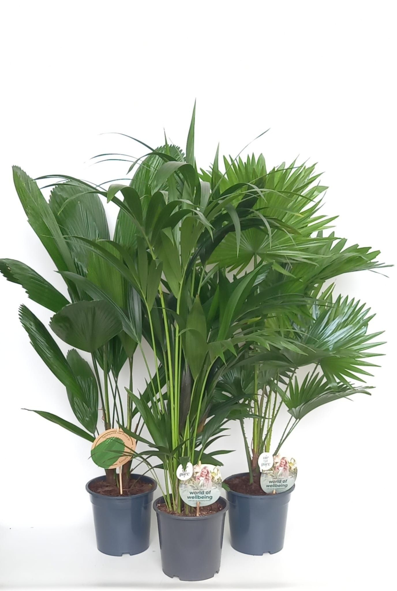 Exclusive palmmix / livi /licu /kent, D 19