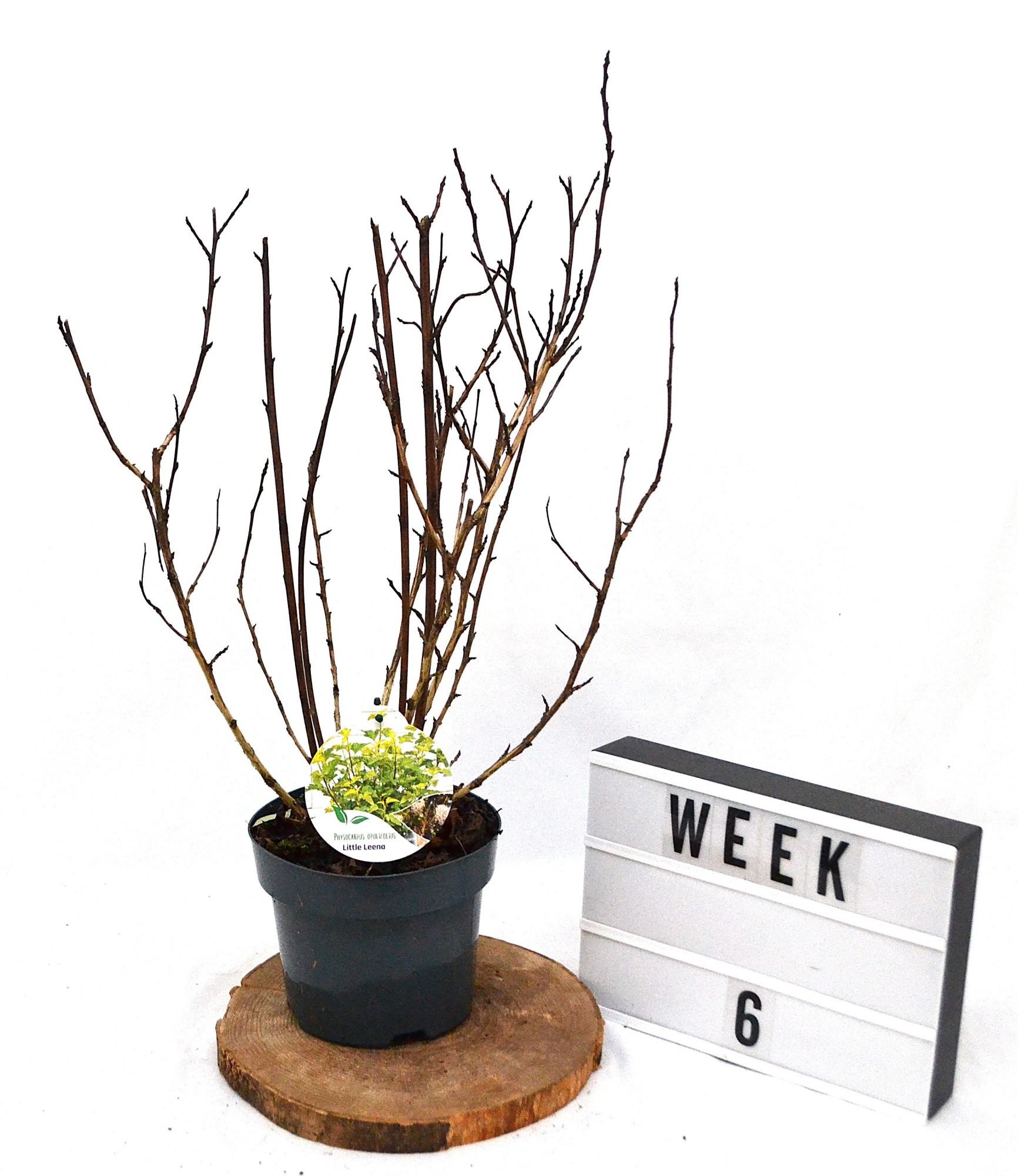 Physocarpus opulifoilius Little Leena C3, D 19