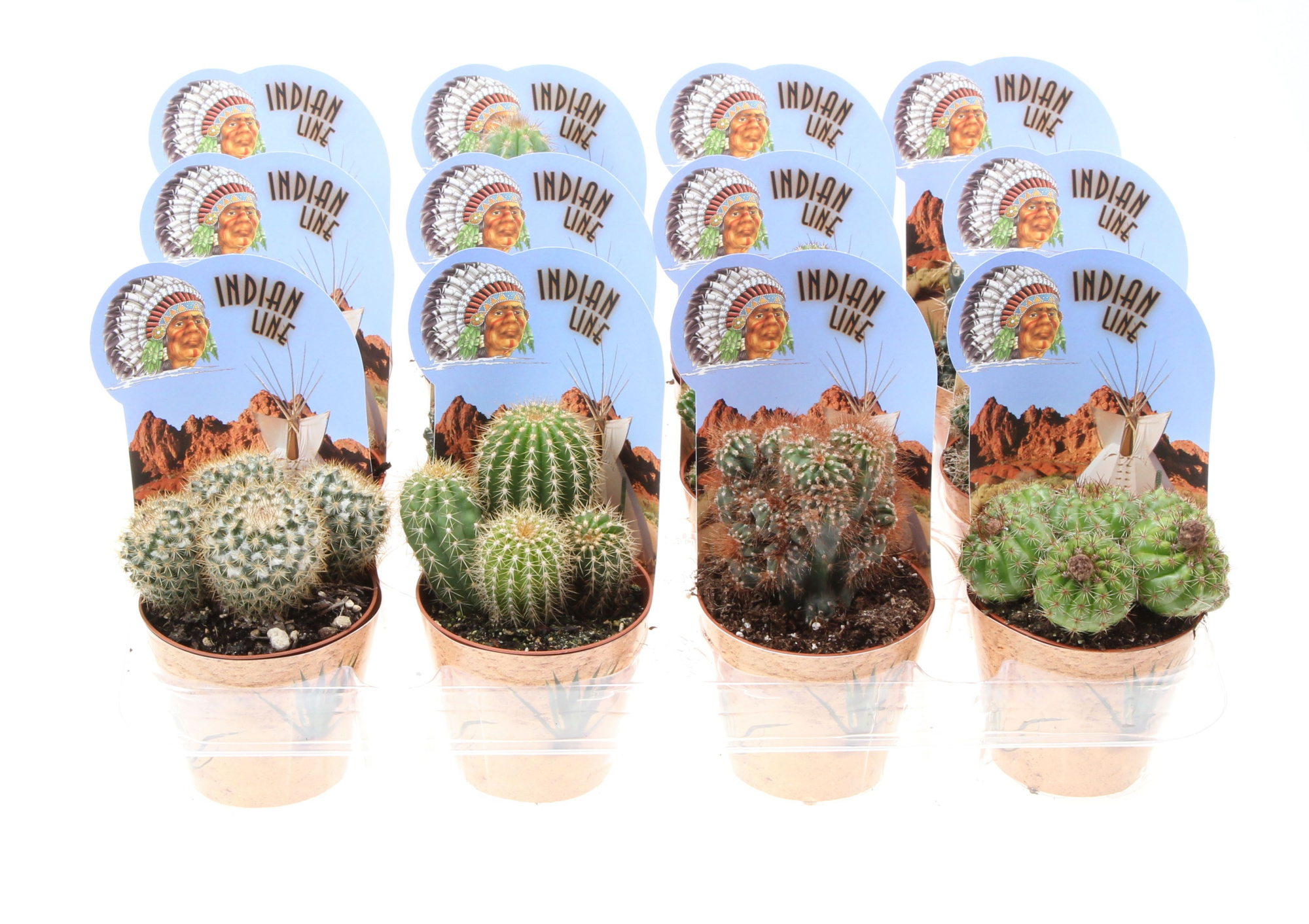 Potcover indian line cactus mix, D 8,5