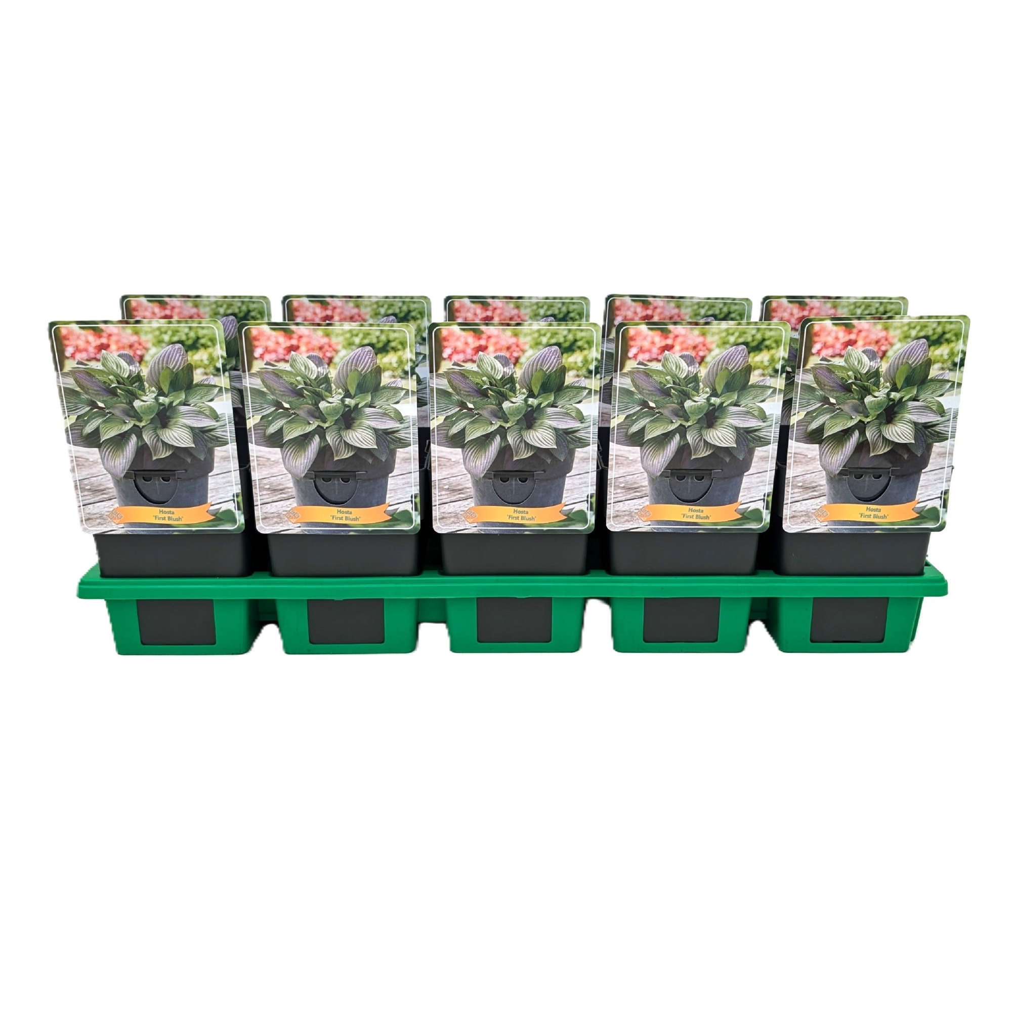 Hosta 'First Blush' P11, D 11