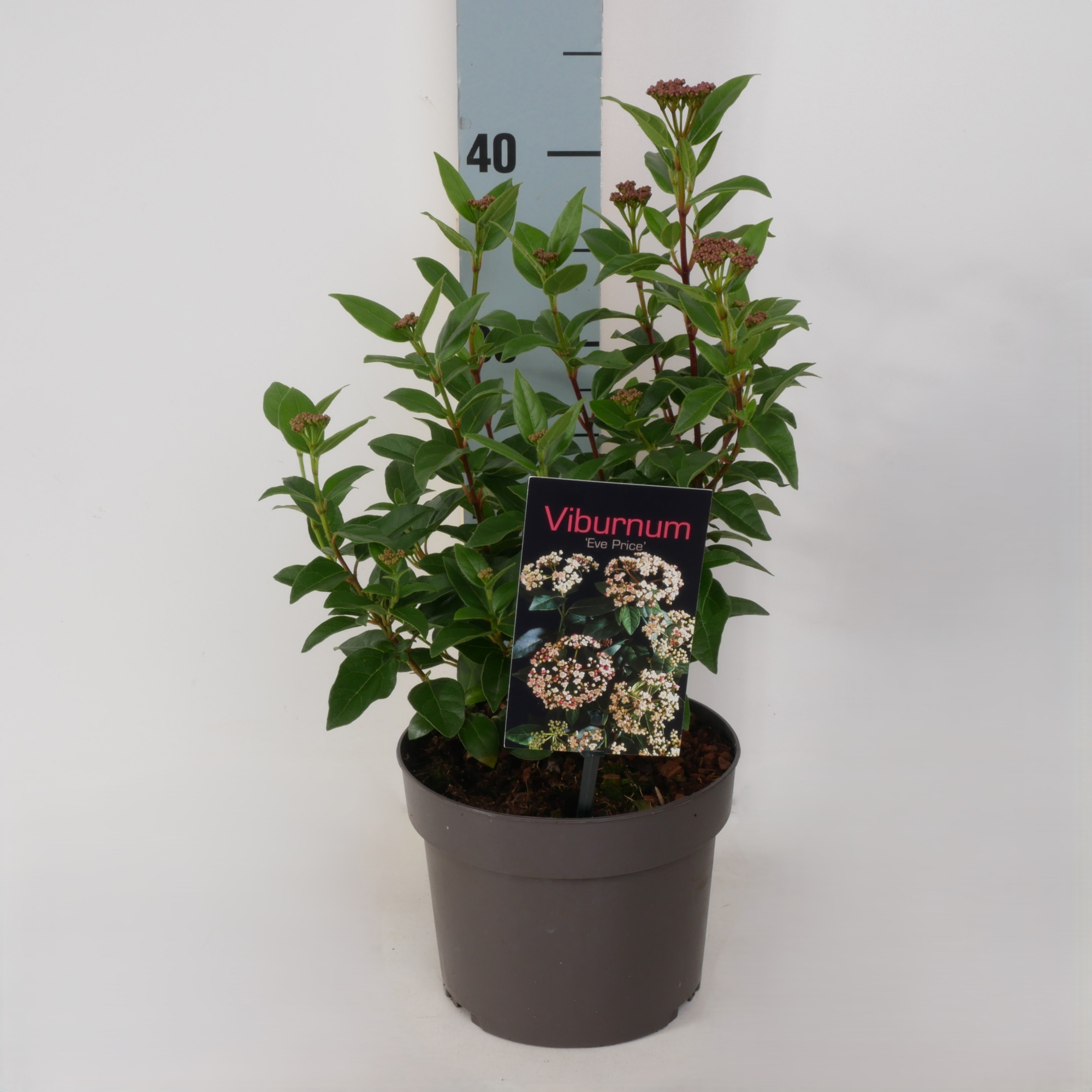 Viburnum tinus 'Eve Price' P17, D 17