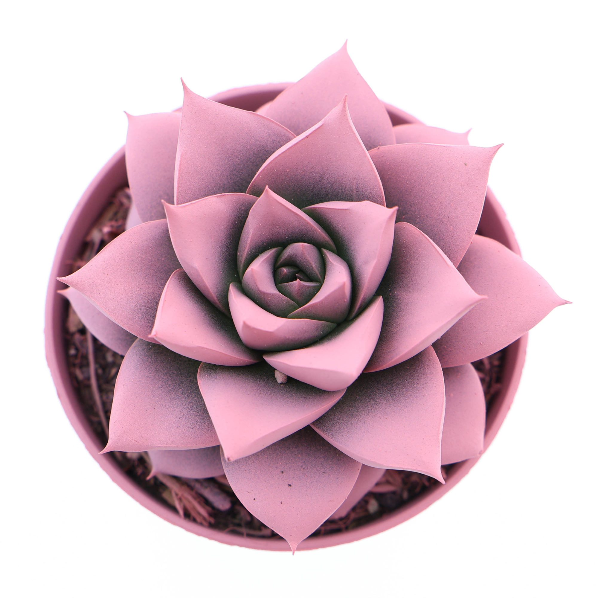 Rainbow purper rose, D 8,5