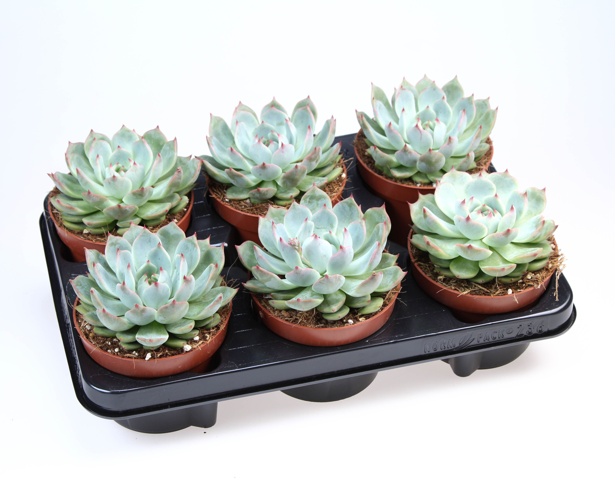 Echeveria Chihuahuaensis, D 12