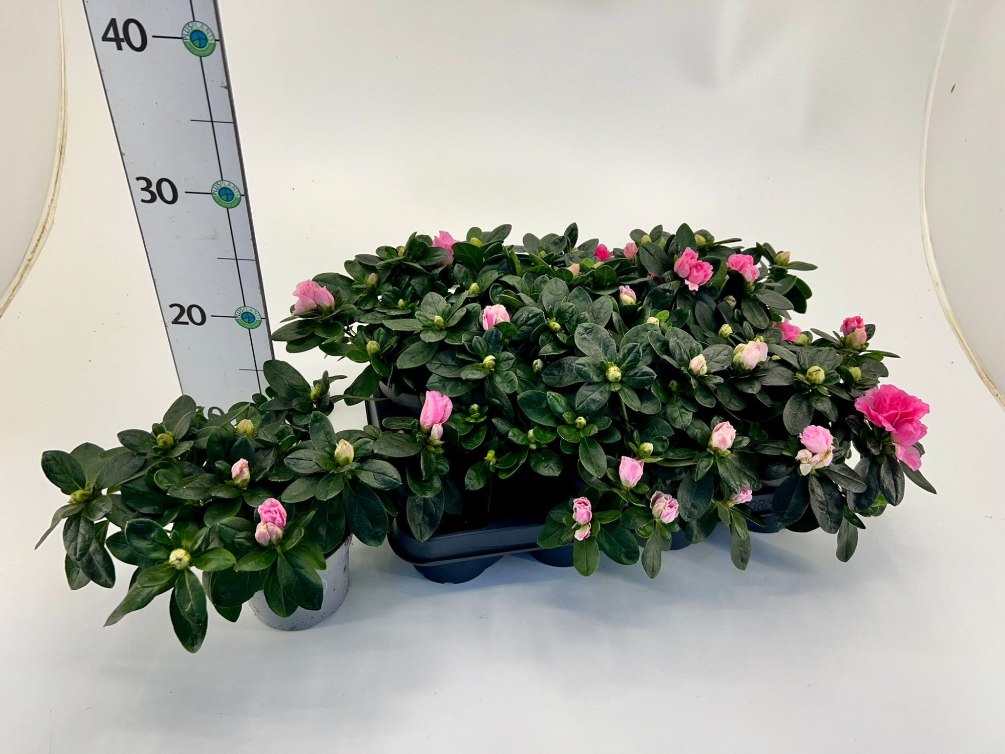 Rhododendron simsii T10,5 pink, D 10