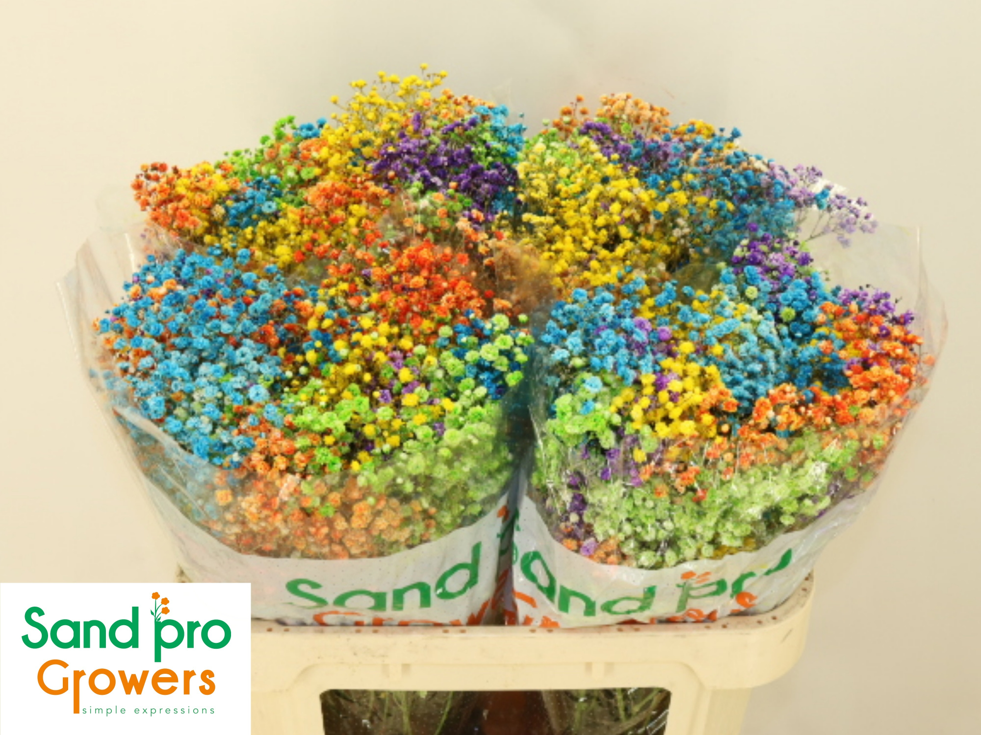 Гипсофила Овериг Крашеная (краш. ) 70, шт.