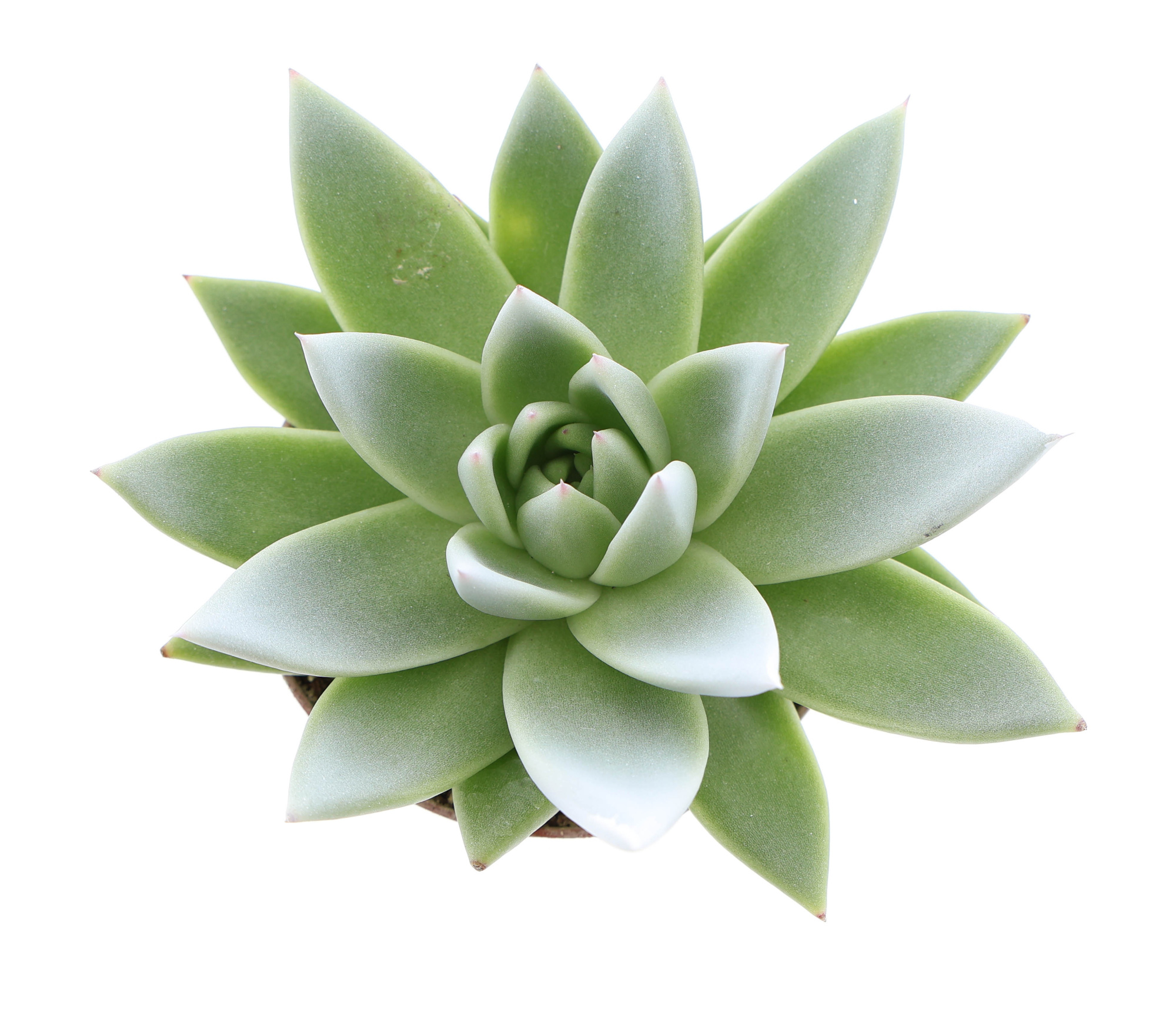 Miranda tips whtie, D 8,5