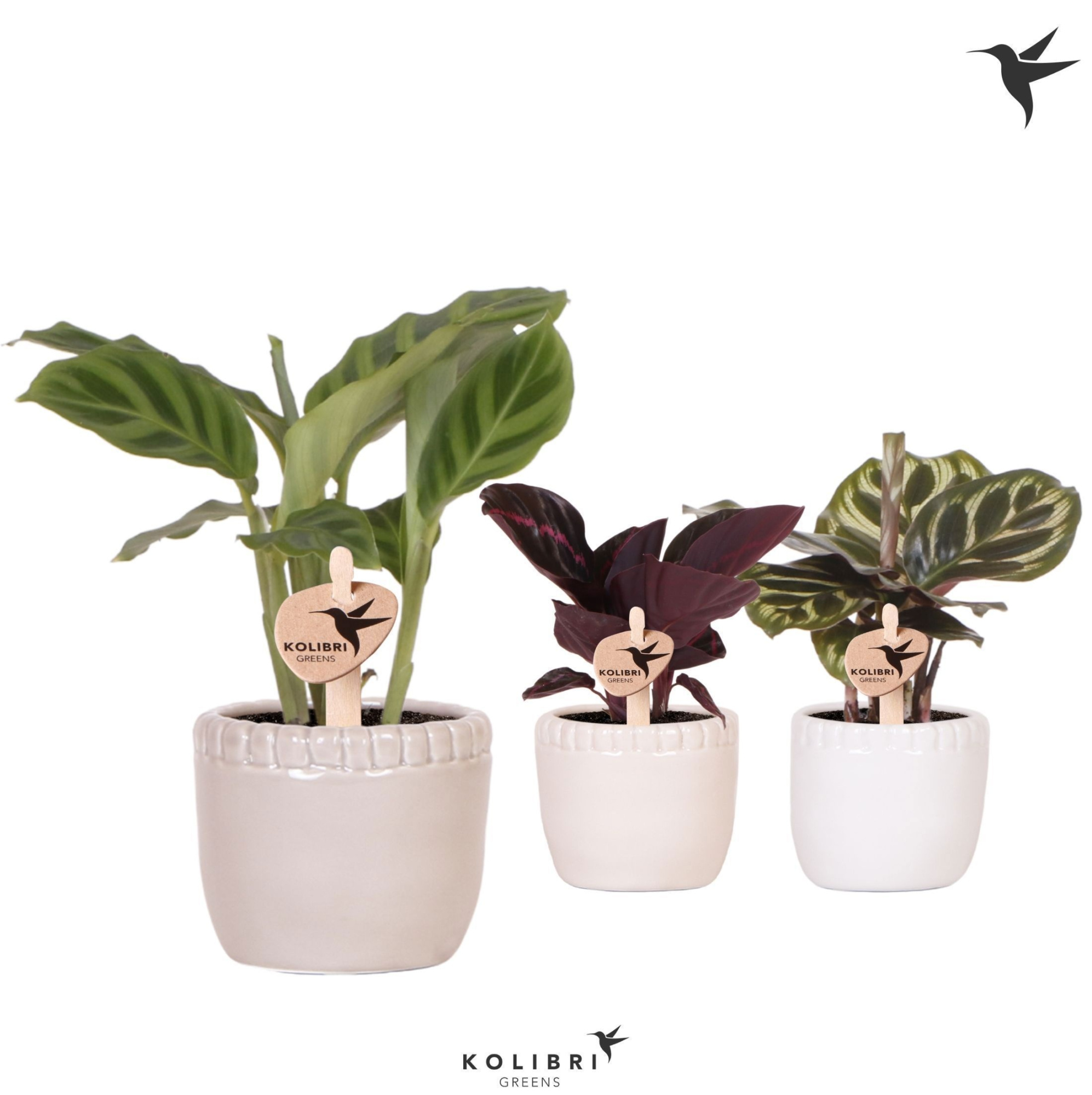 Kolibri Greens Calathea mix in Stones pot, D 6
