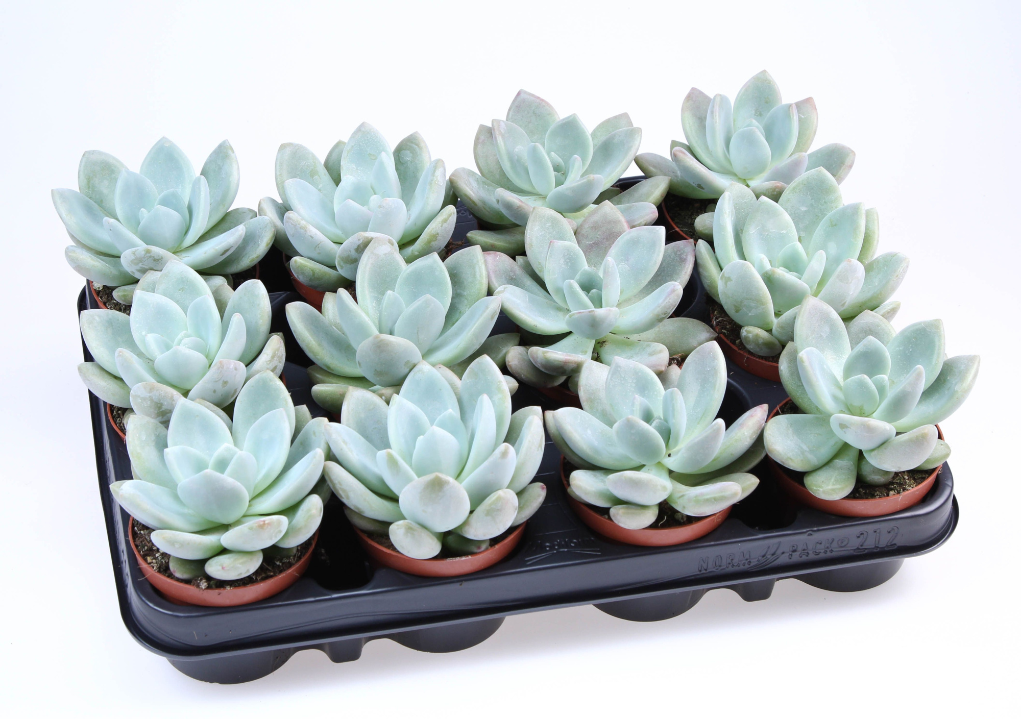 Graptoveria Opalina, D 8,5