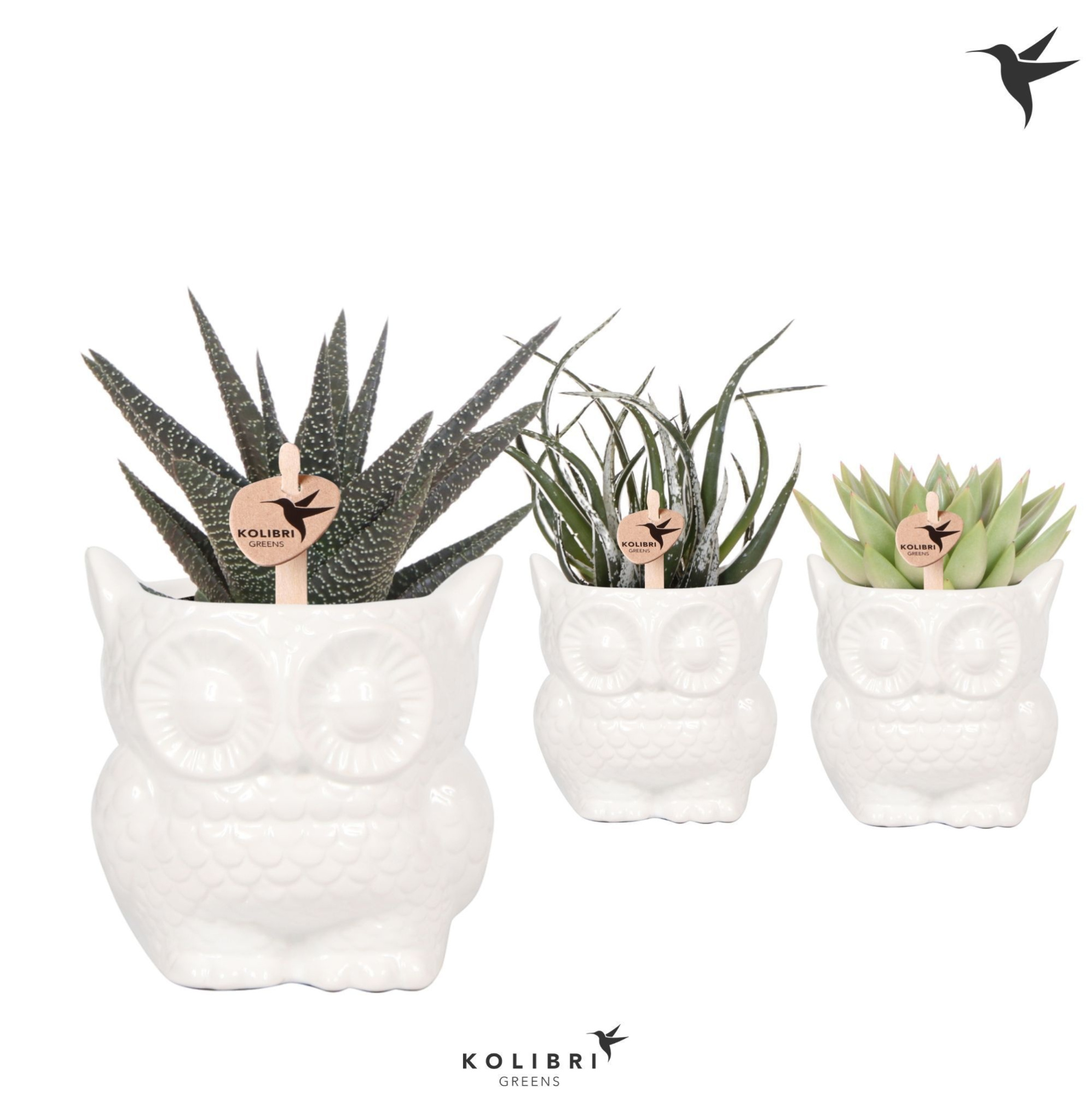Kolibri Greens Succulenten mix in Owl pot white, D 9
