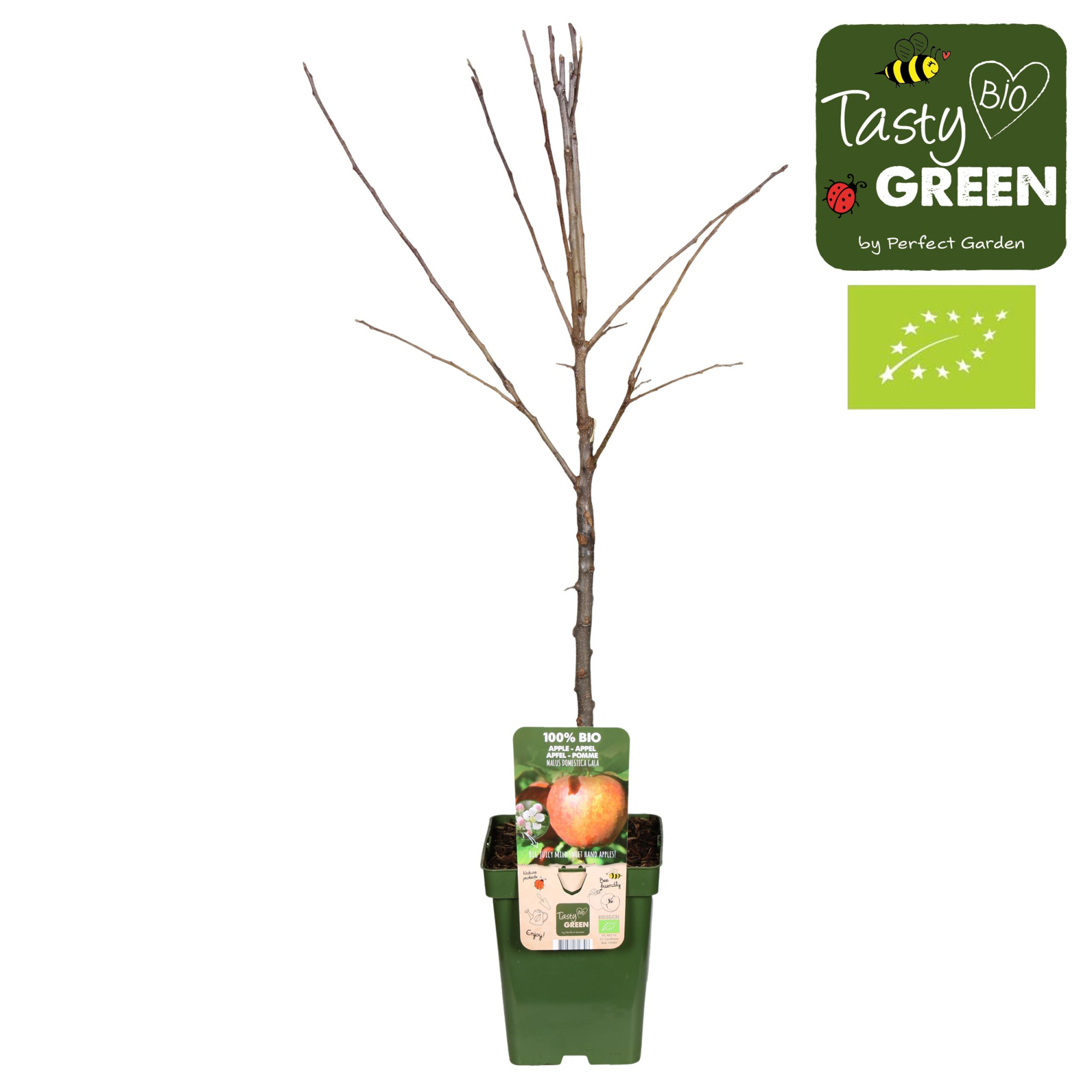 Malus domestica Gala Bio P23, D 23