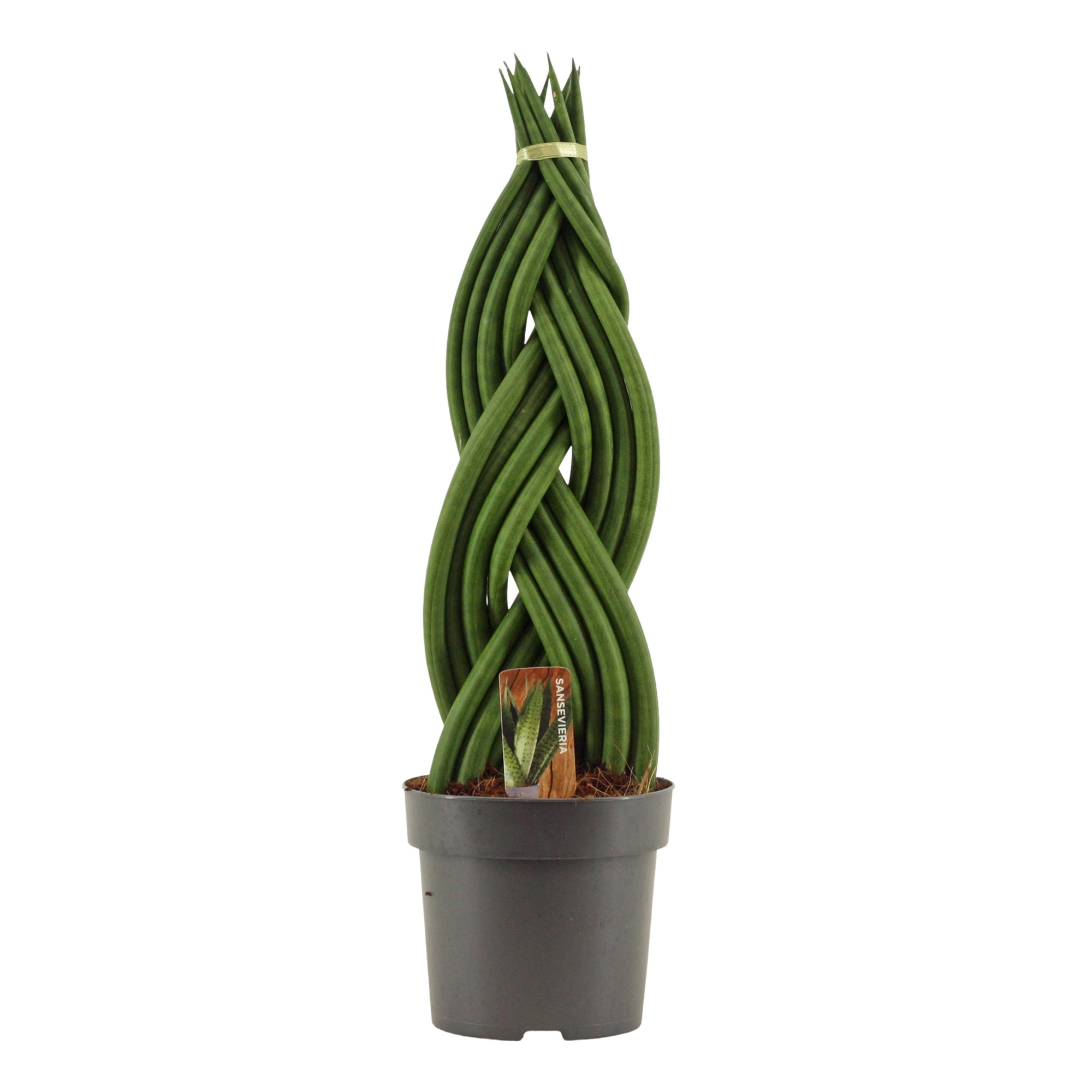 Sansevieria Cylindrica 14 cm Braid, D 14